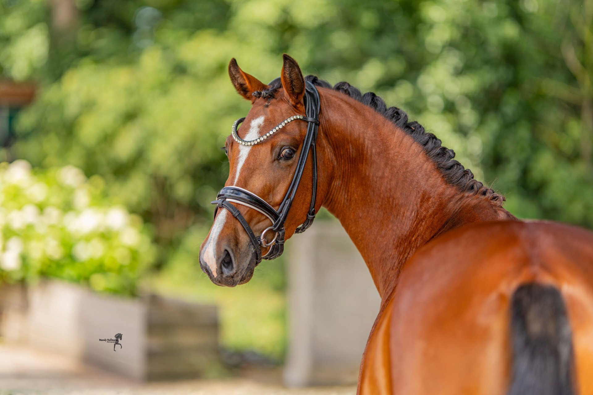 Deutsche Reitpony-Stute, Impression 2
