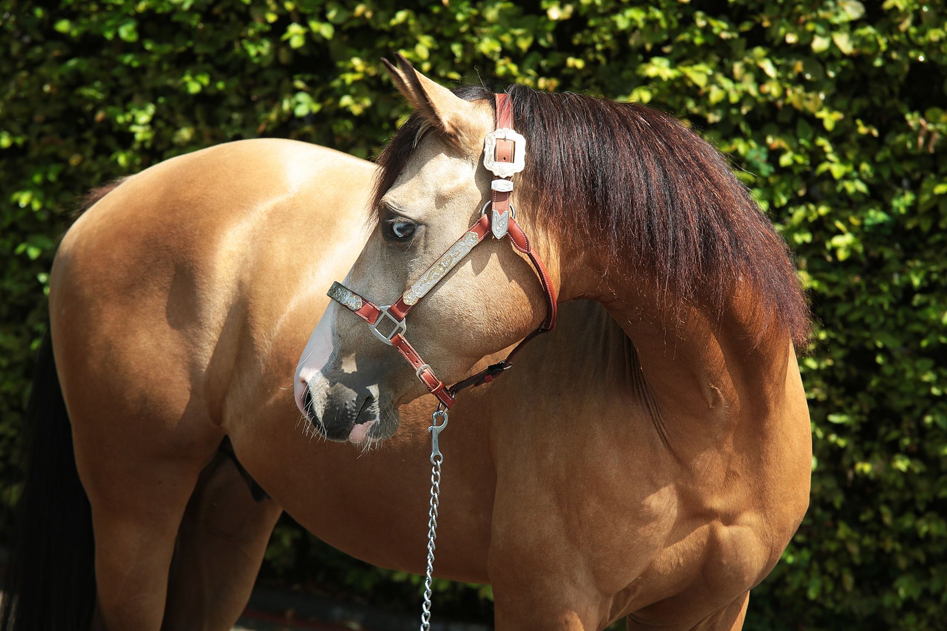 American Quarter Horse Stallion 3 Years 13,3 Hh Buckskin In Windeck