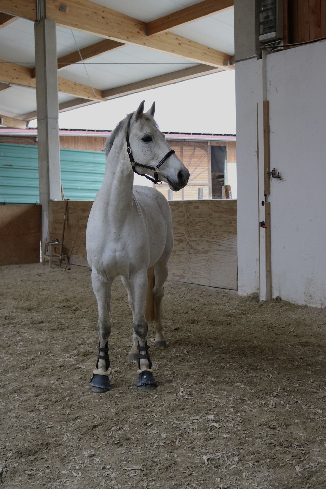 KWPN Caballo Castrado 12 Años 164 Cm Tordo Picazo In Finsing