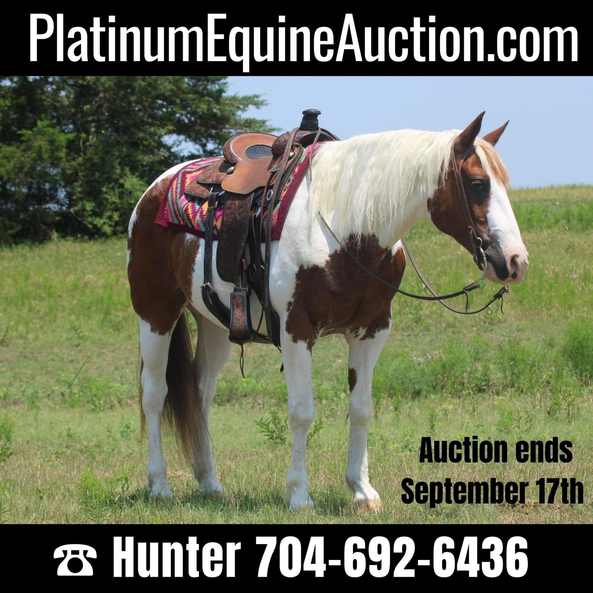 Paint Horse Wałach 14 lat 155 cm Tobiano wszelkich maści in Madill OK