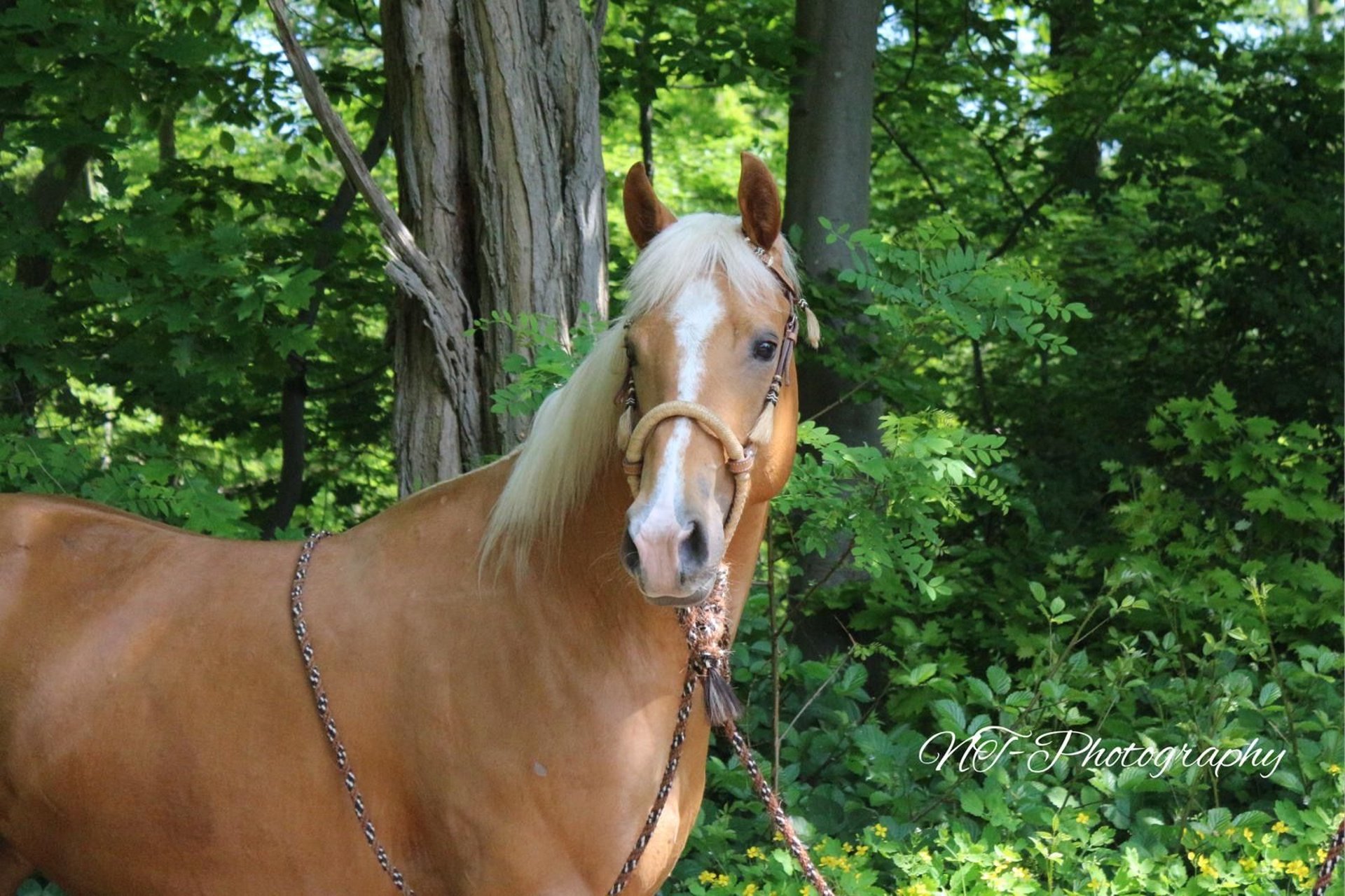 American Quarter Horse Stute 5 Jahre 153 cm Palomino in Moers