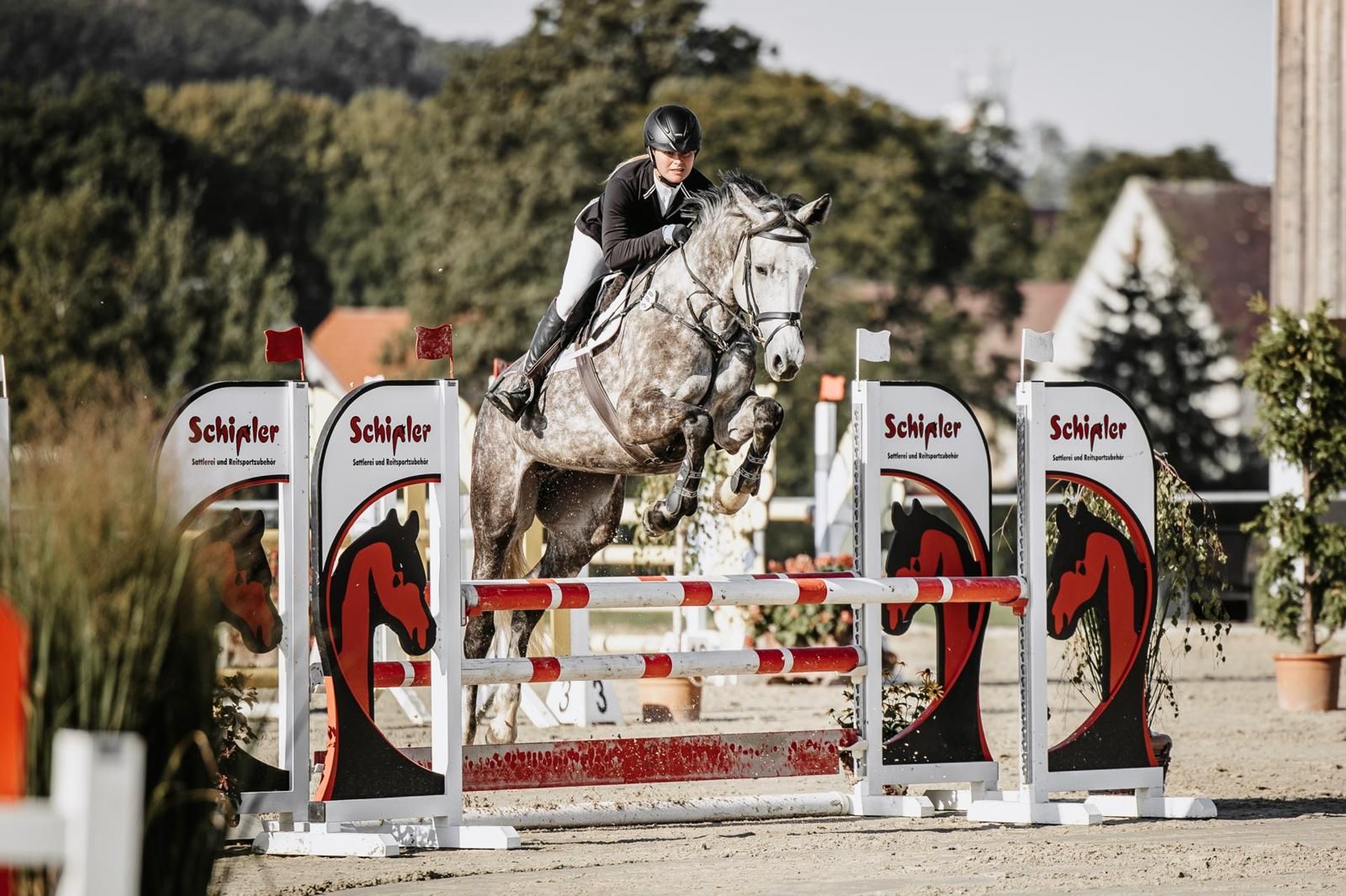 German Sport Horse Mare years 17 hh Grey in Leipzig