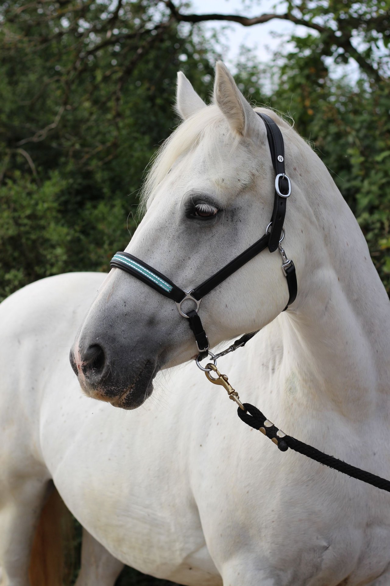 Comic-Schilder Boxenschild/Stalltafel Stier-Pony (Working Equitation