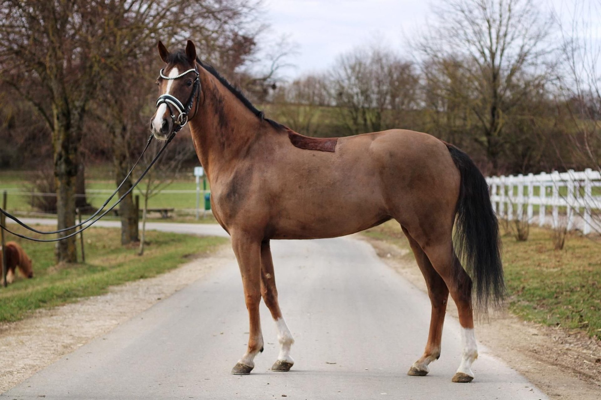 Deutsches Reitpony Stute 4 Jahre 150 Cm Dunkelfuchs In Römerstein