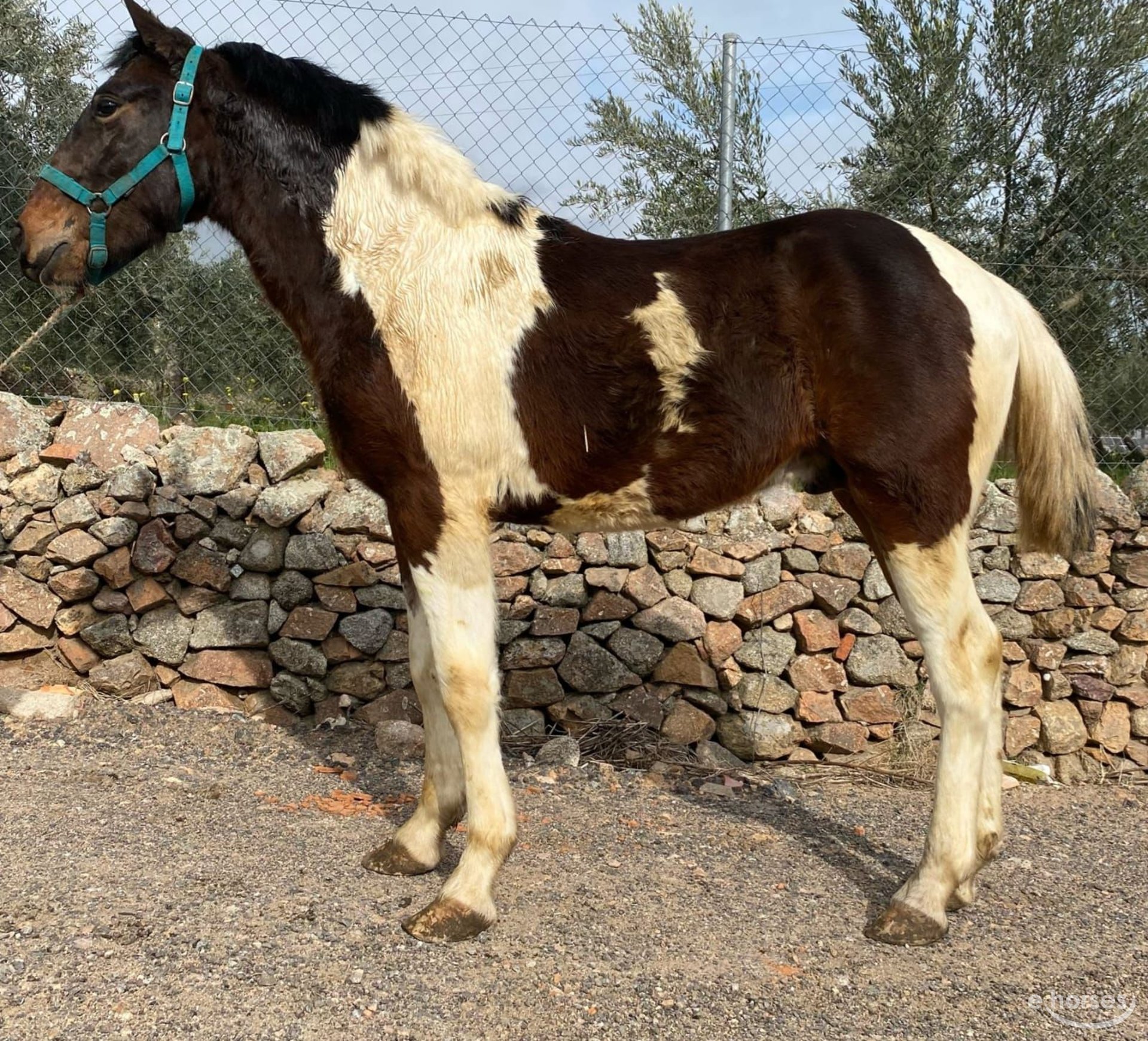 Barocco pinto Mix Stallone 2 Anni 148 cm Pezzato in Chiclana de la Frontera