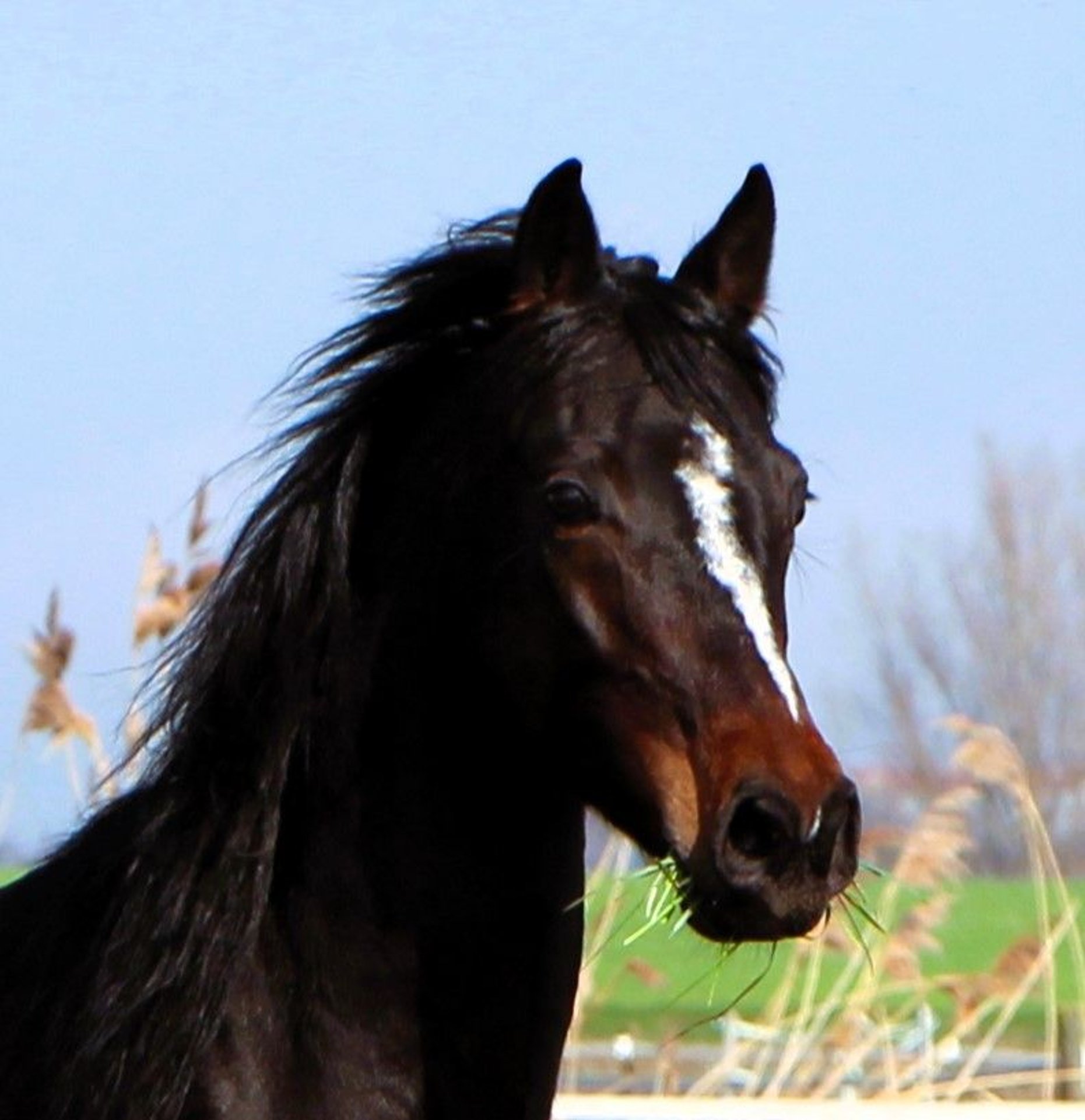 Arabian horses Gelding 4 years 15,1 hh Bay-Dark in Kehl