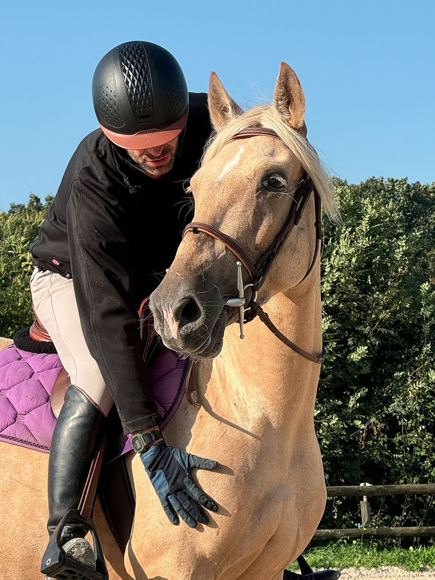 PRE Stute 5 Jahre 155 cm Palomino in La VespièreFriardel