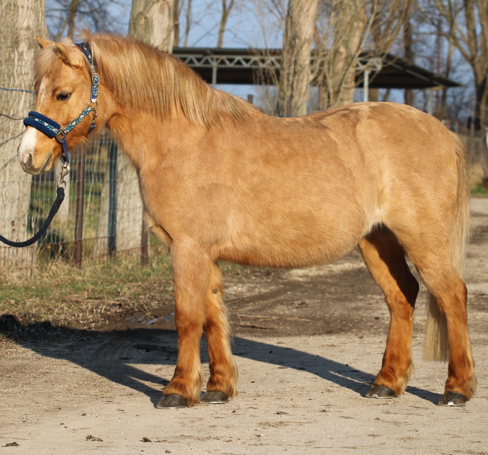 Welsh-PB Wallach 10 Jahre 130 cm Dunkelfuchs in Csopak