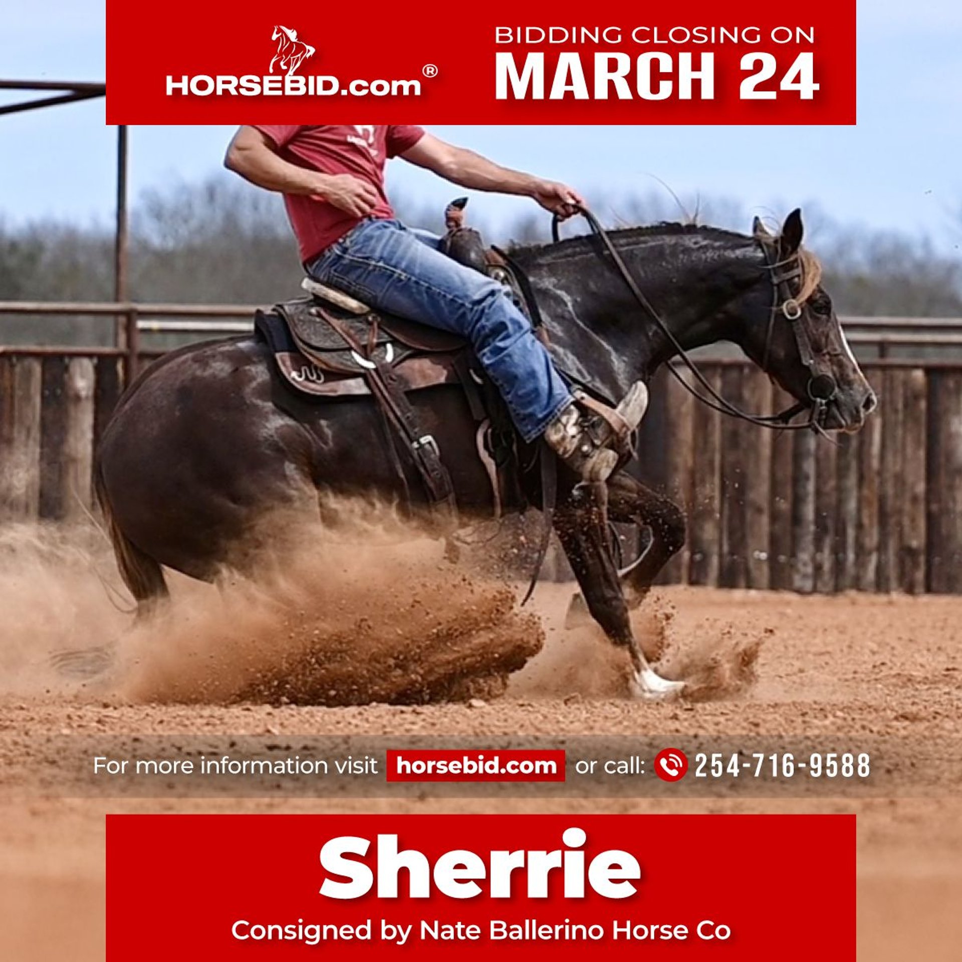 Caballos En Venta En Texas