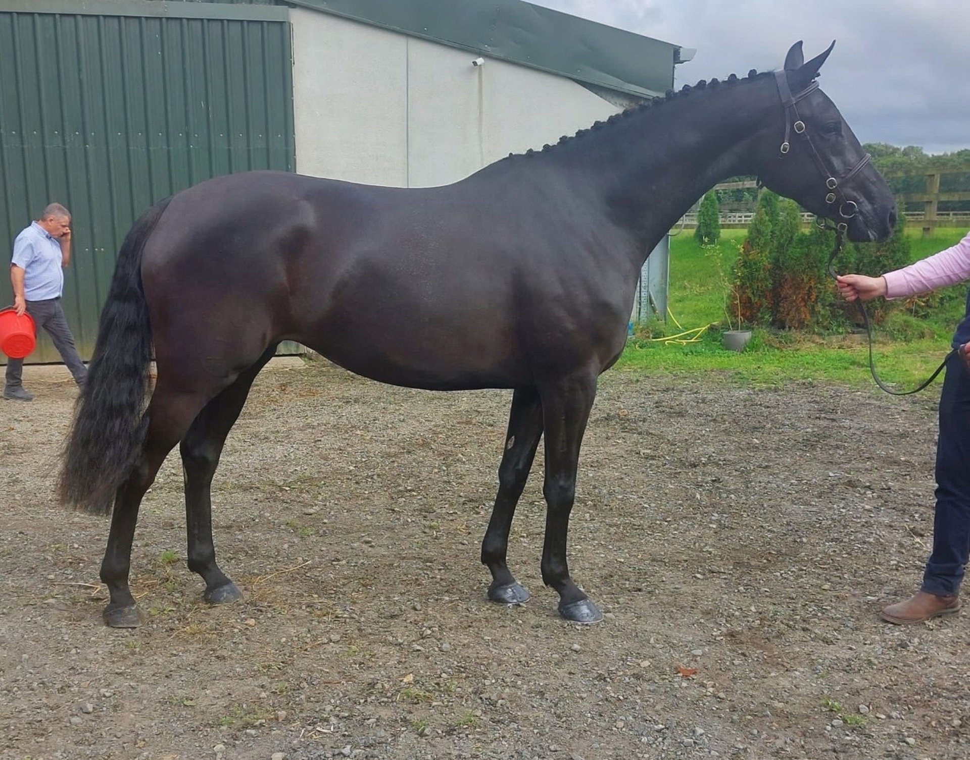 Cavallo sportivo irlandese Giumenta 4 Anni 163 cm Morello in Swinford