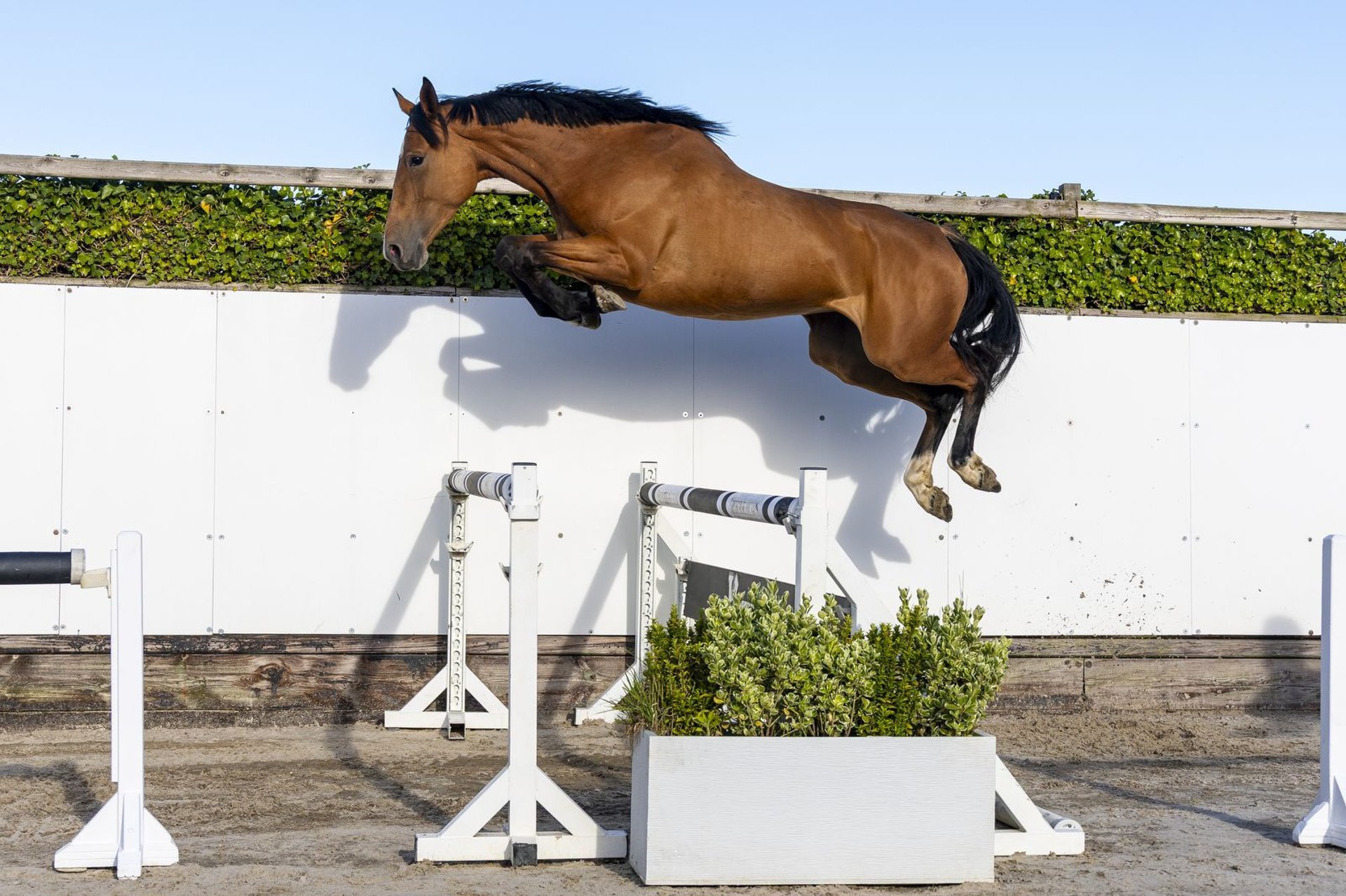 Anglo European Studbook Mare 4 years 16.1 hh Brown in Waddinxveen