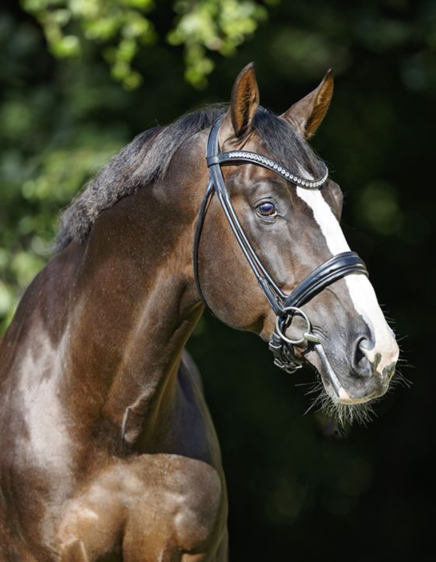 Bad Stallion NIKAN'S DIAMOND KWPN Stallion Chestnut in Werder
