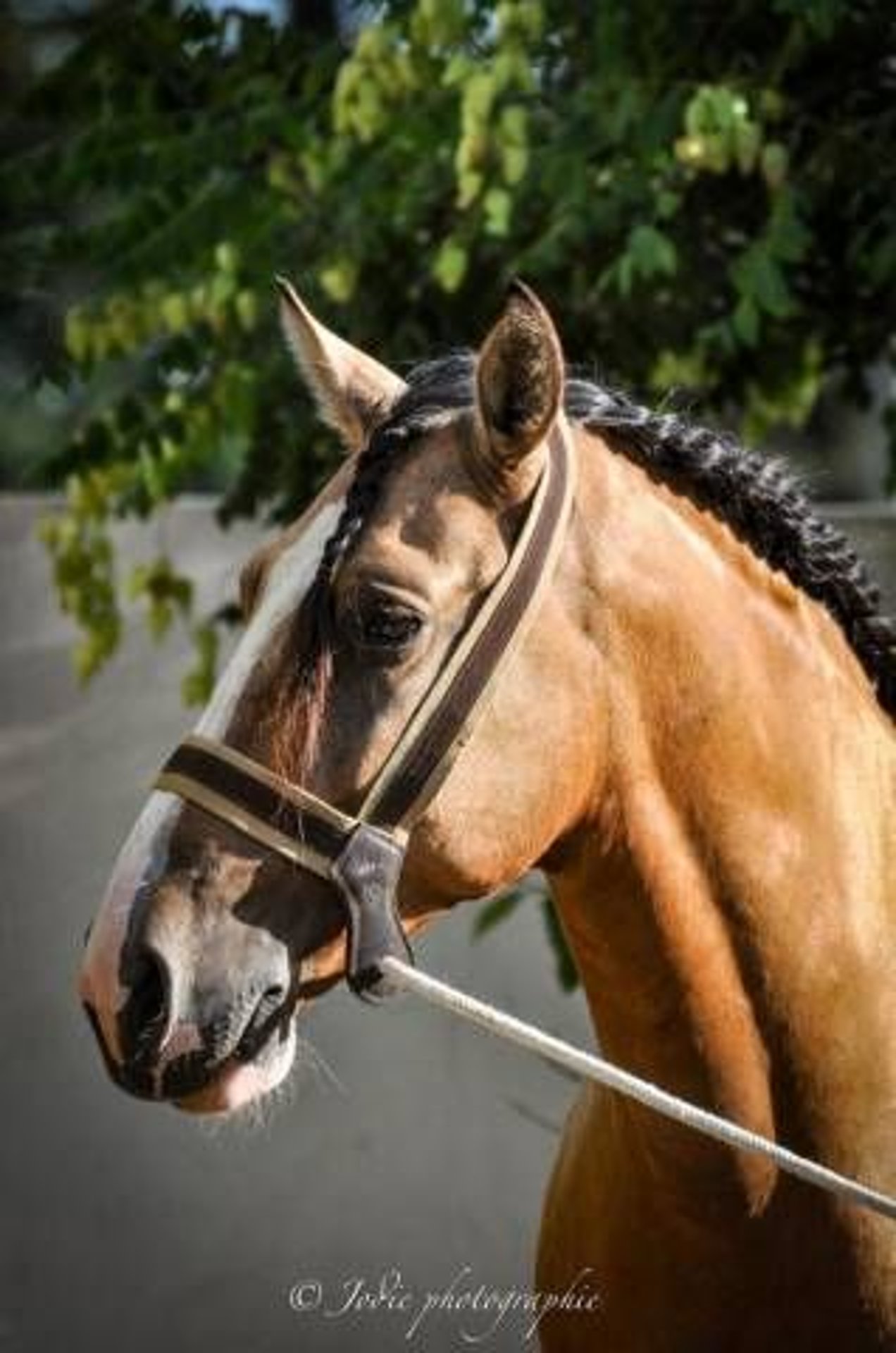 PRE Gelding 6 years 15,2 hh Dun in La Rippe