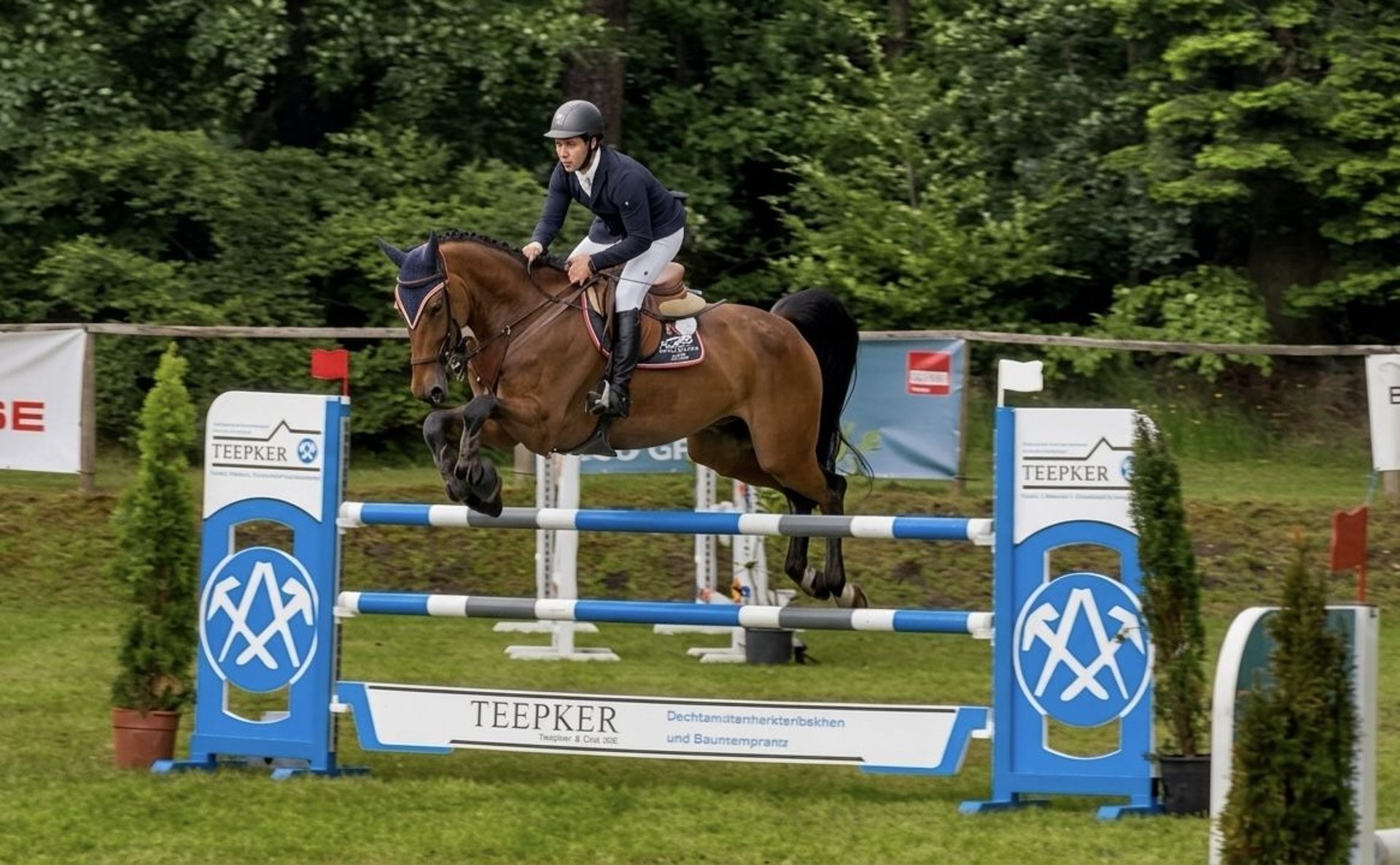 Salvatore, Deutsches Sportpferd, Impression 1