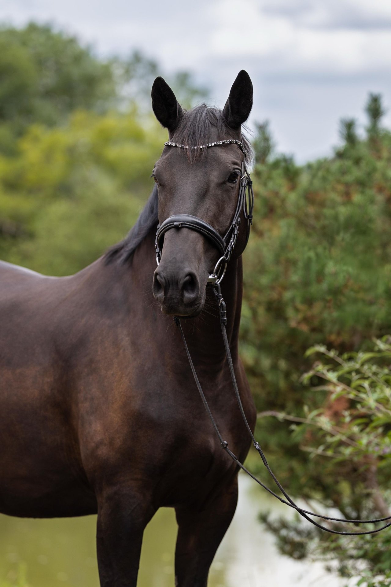 Trakehner Stute – Impression 2
