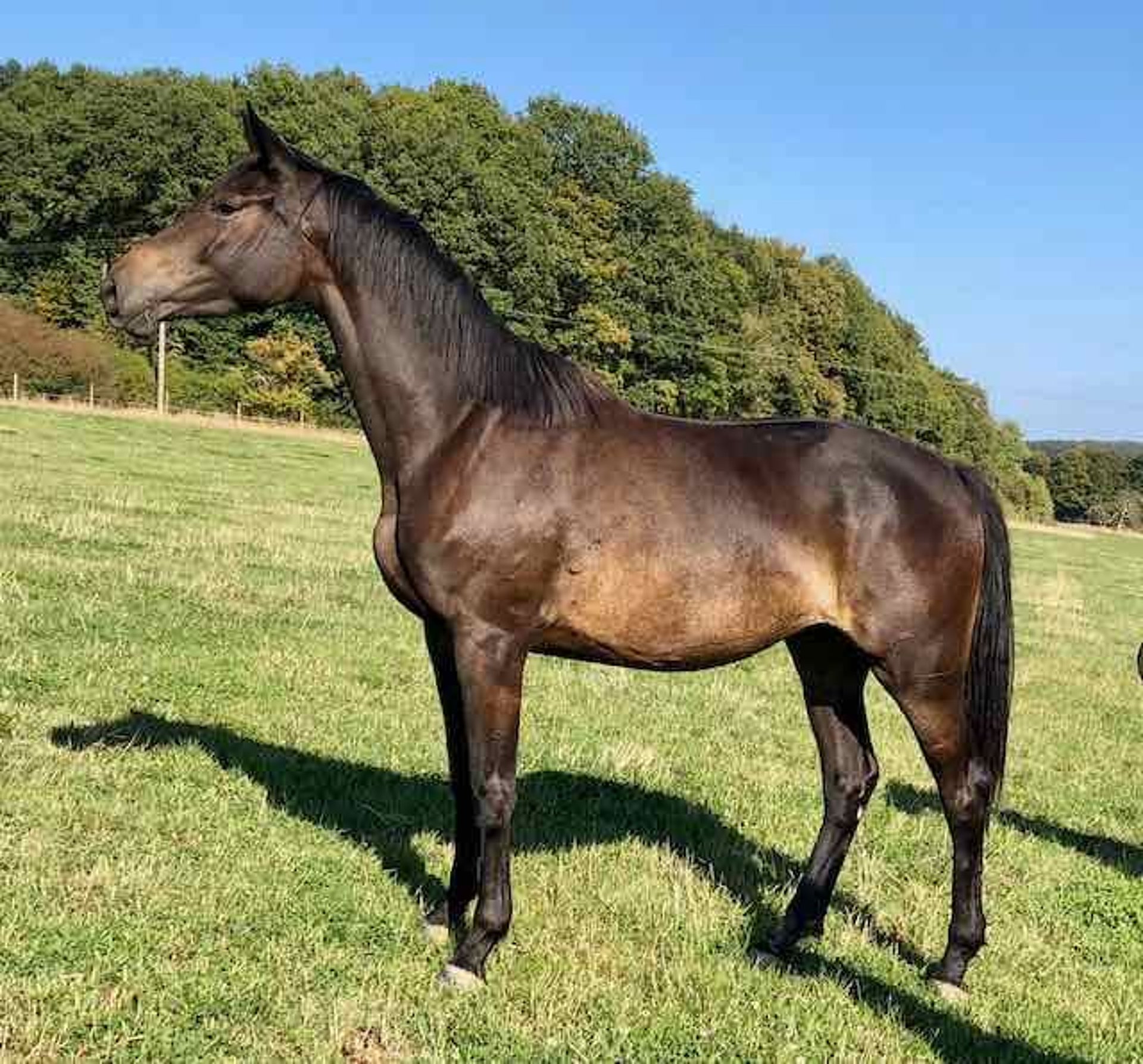 Trakehner Merrie 8 Jaar 173 Cm Donkerbruin In Ferschweiler