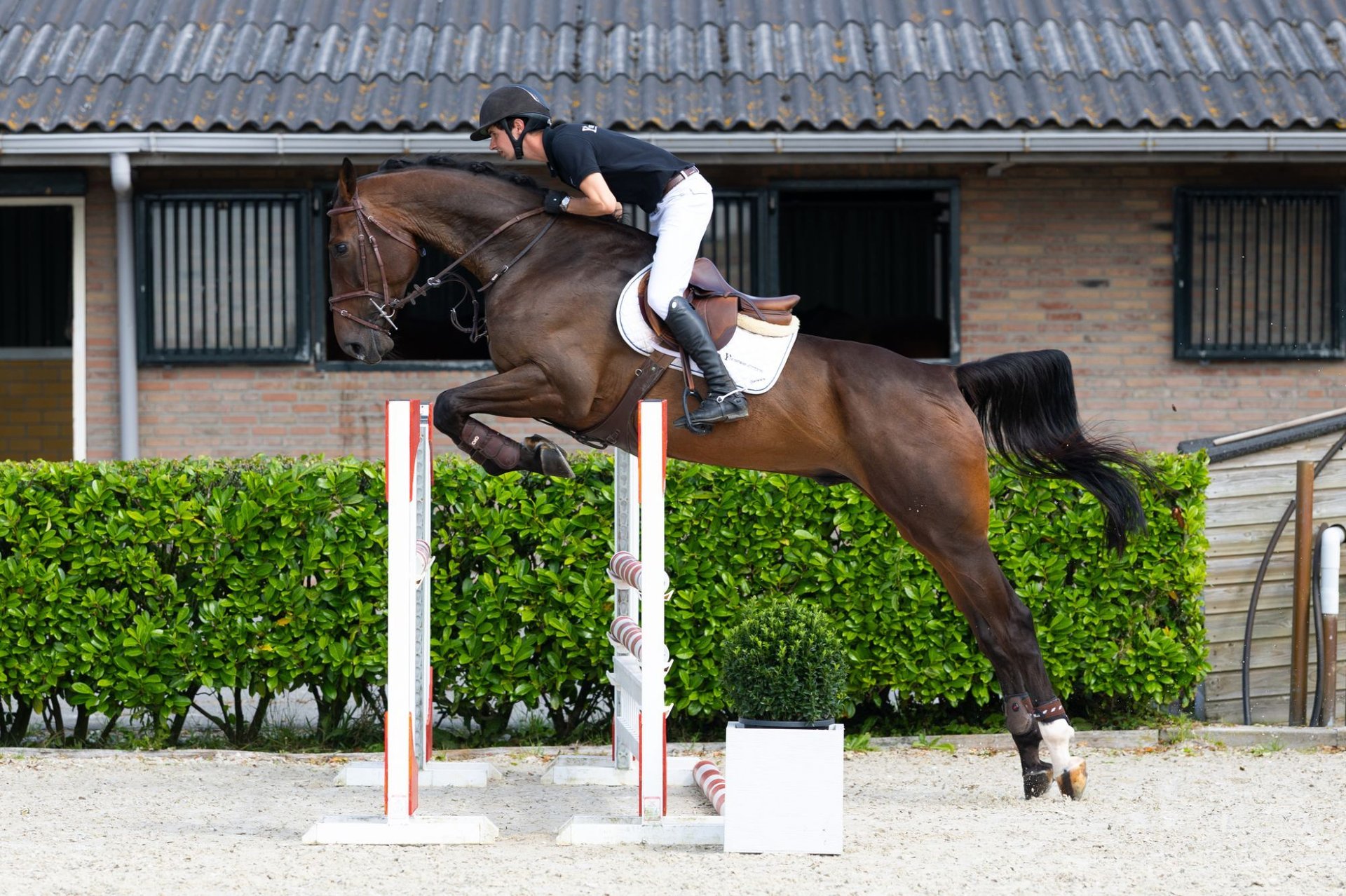Zangersheider Gelding 6 years 17 hh Bay-Dark in Waddinxveen