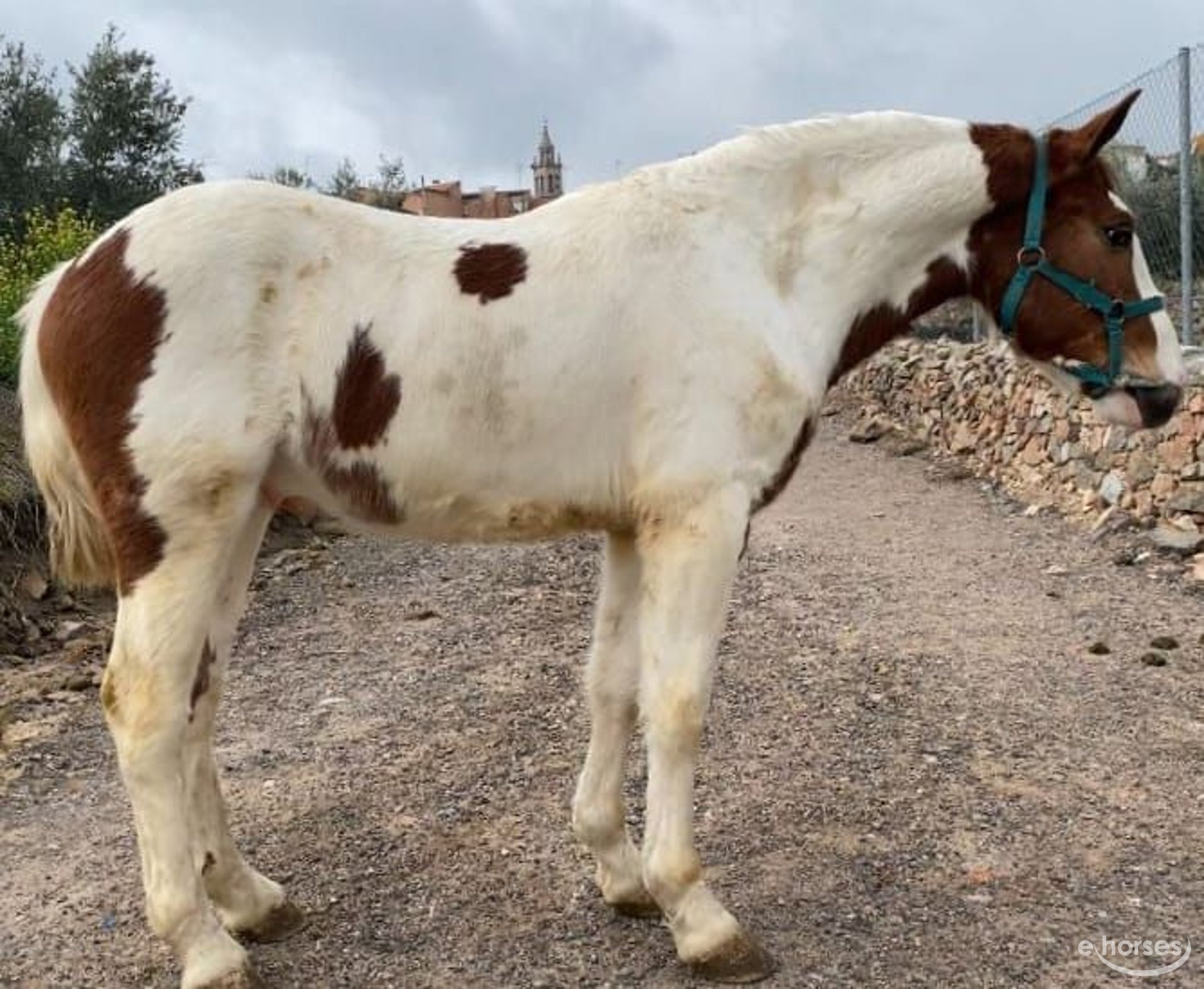 Barocco pinto Mix Stallone 2 Anni 148 cm Pezzato in Chiclana de la Frontera