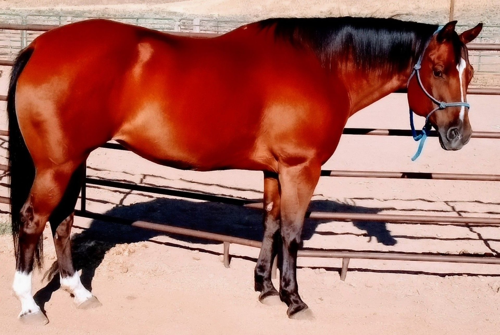Caballo cuarto de milla Yegua 16 años 152 cm Castaño rojizo in Doyle, CA