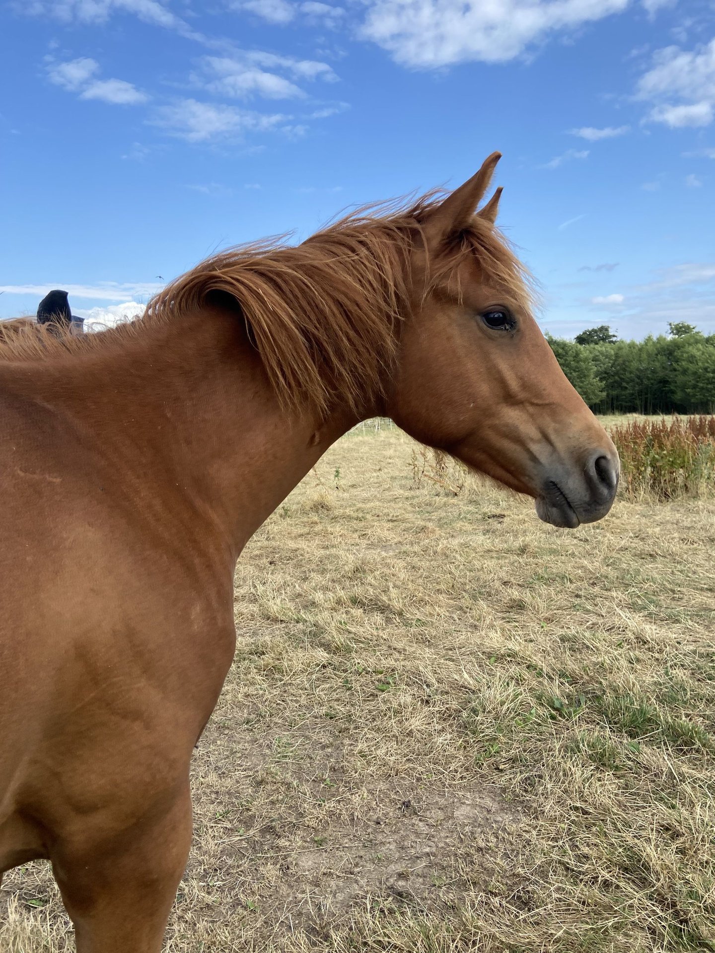 American Quarter Horse Hengst 1 Jahr 159 cm Dunkelfuchs in Wachtberg