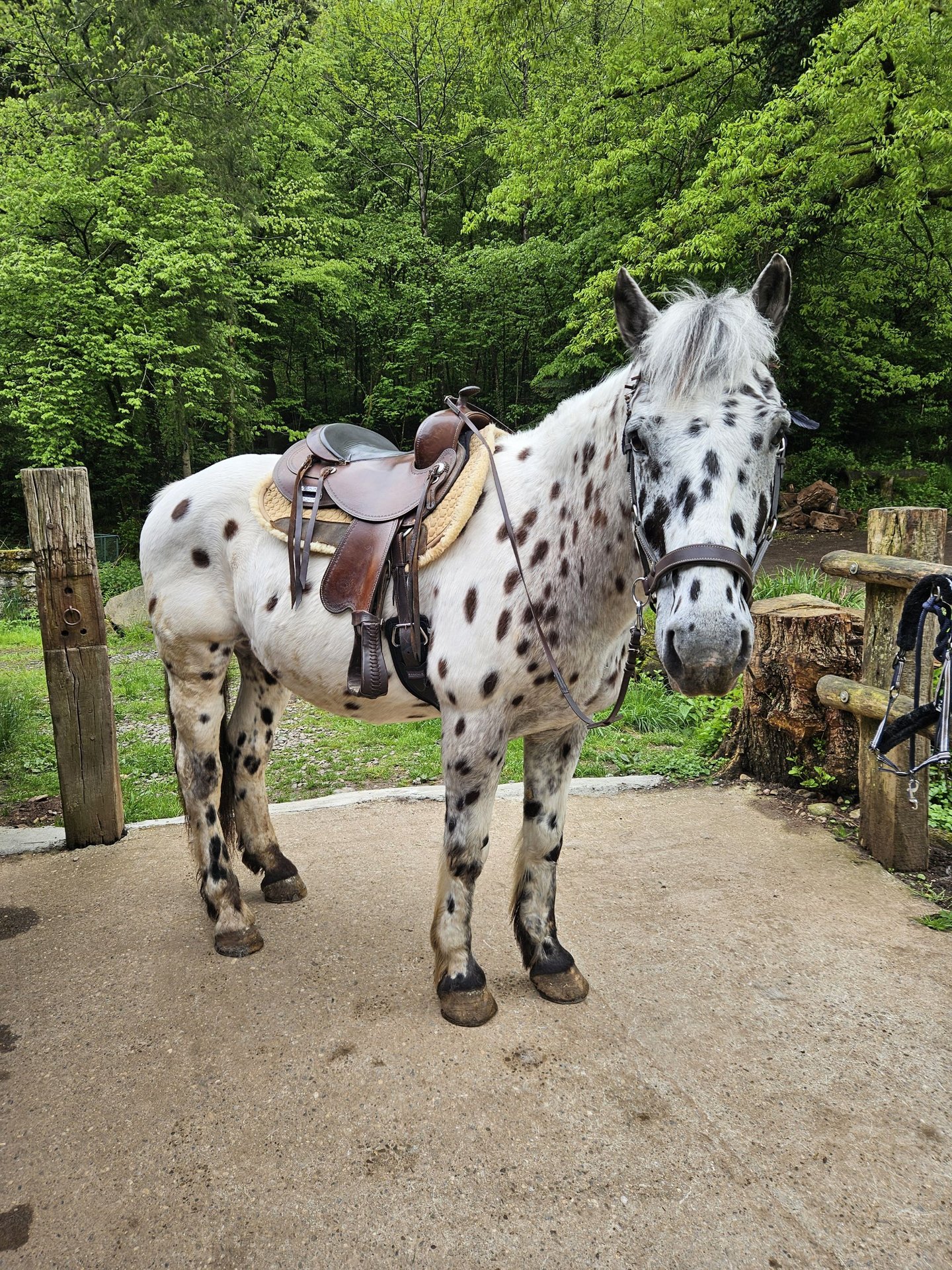 White Horse 12-year-old - Ratings and reviews - Whiskybase