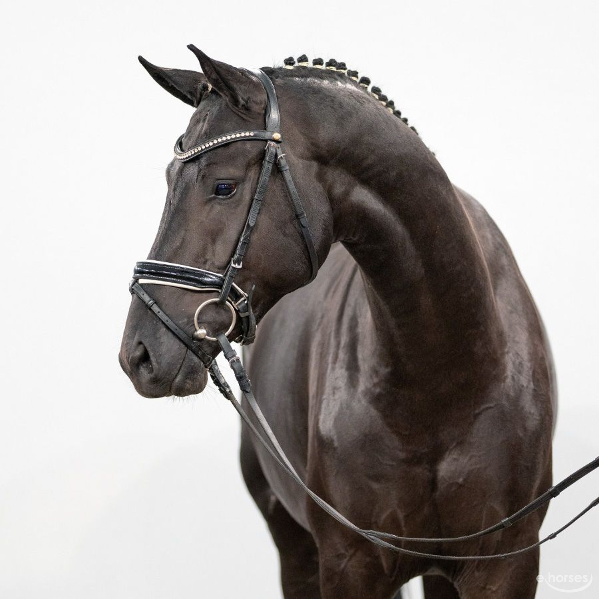 Oldenburg Stallion 2 years Black in Münster-Handorf