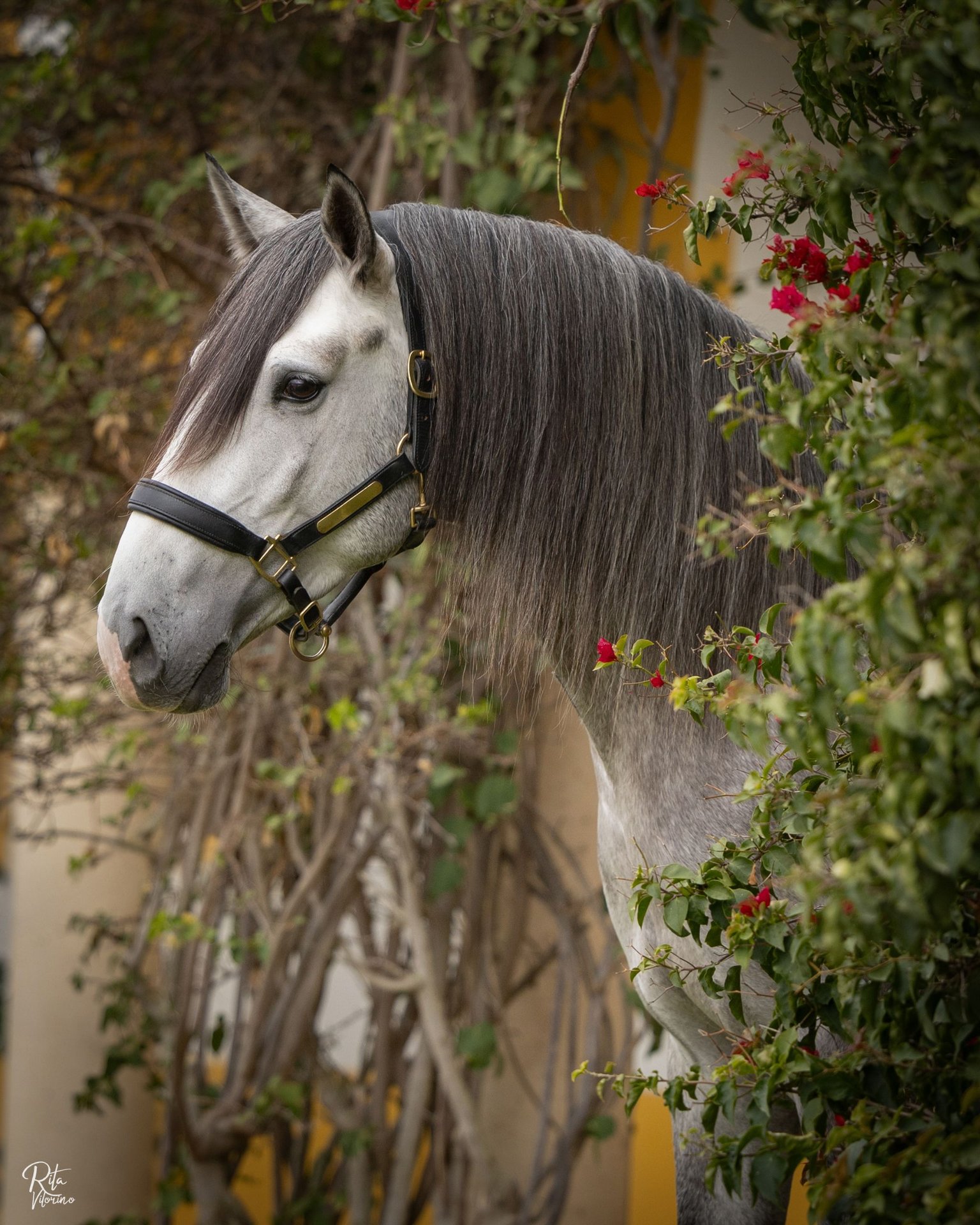 Lusitano-Hengst, Impression 3