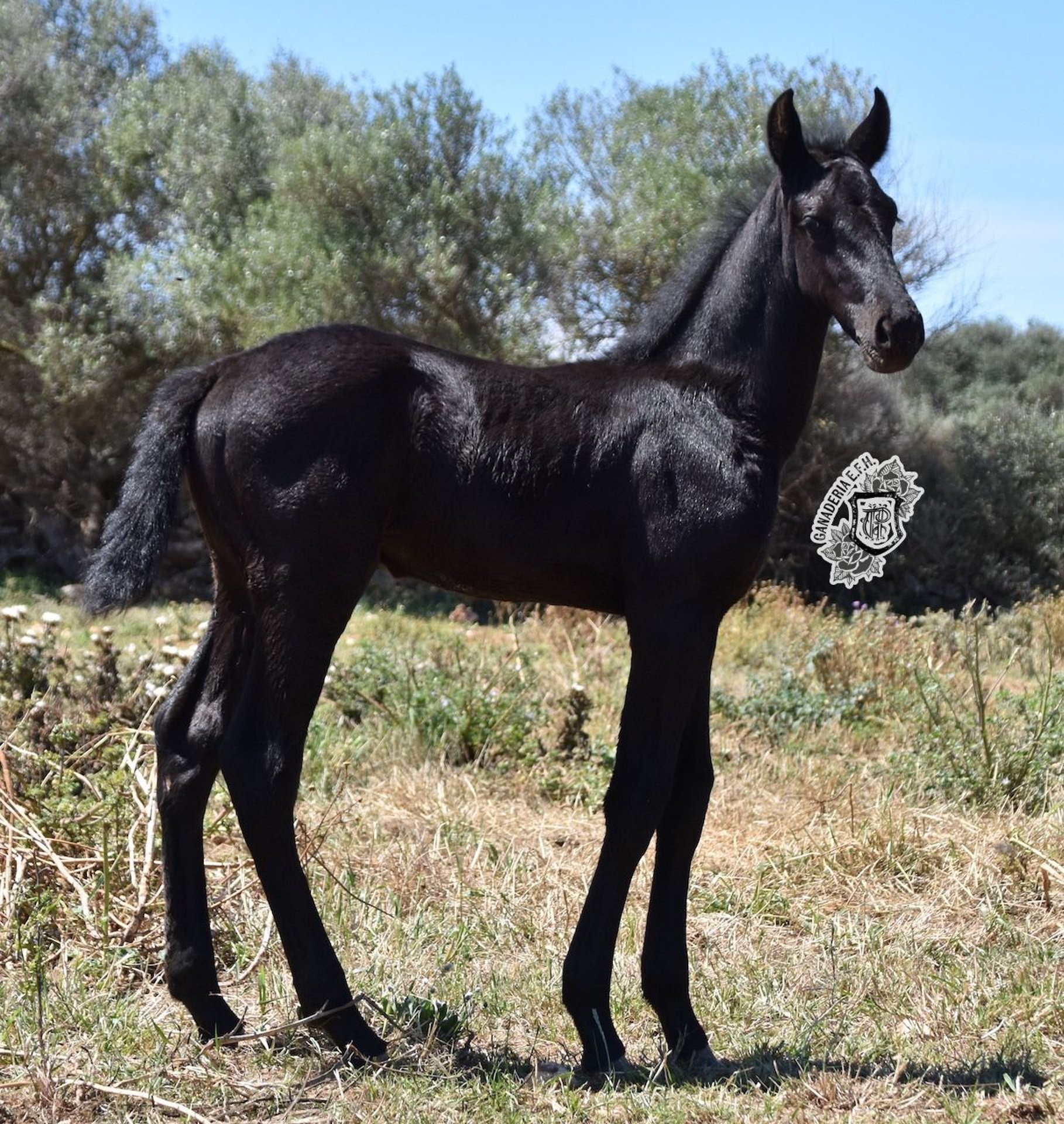 Menorquin Stallion Foal (04/2024) 15,3 hh Black in Menorca