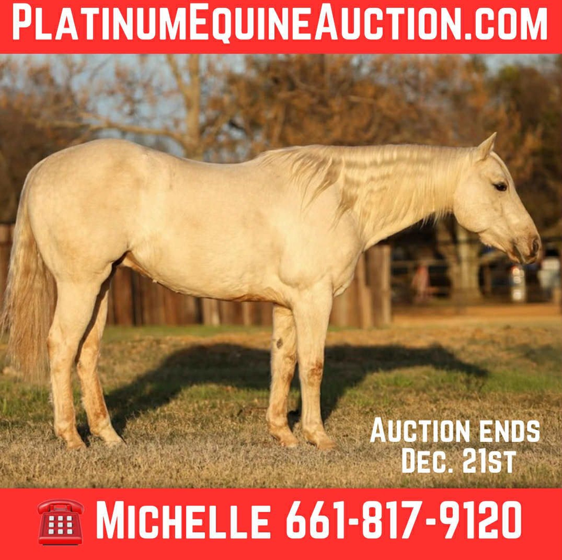 American Quarter Horse Gelding 7 years 15 hh Palomino in Stephenville TX