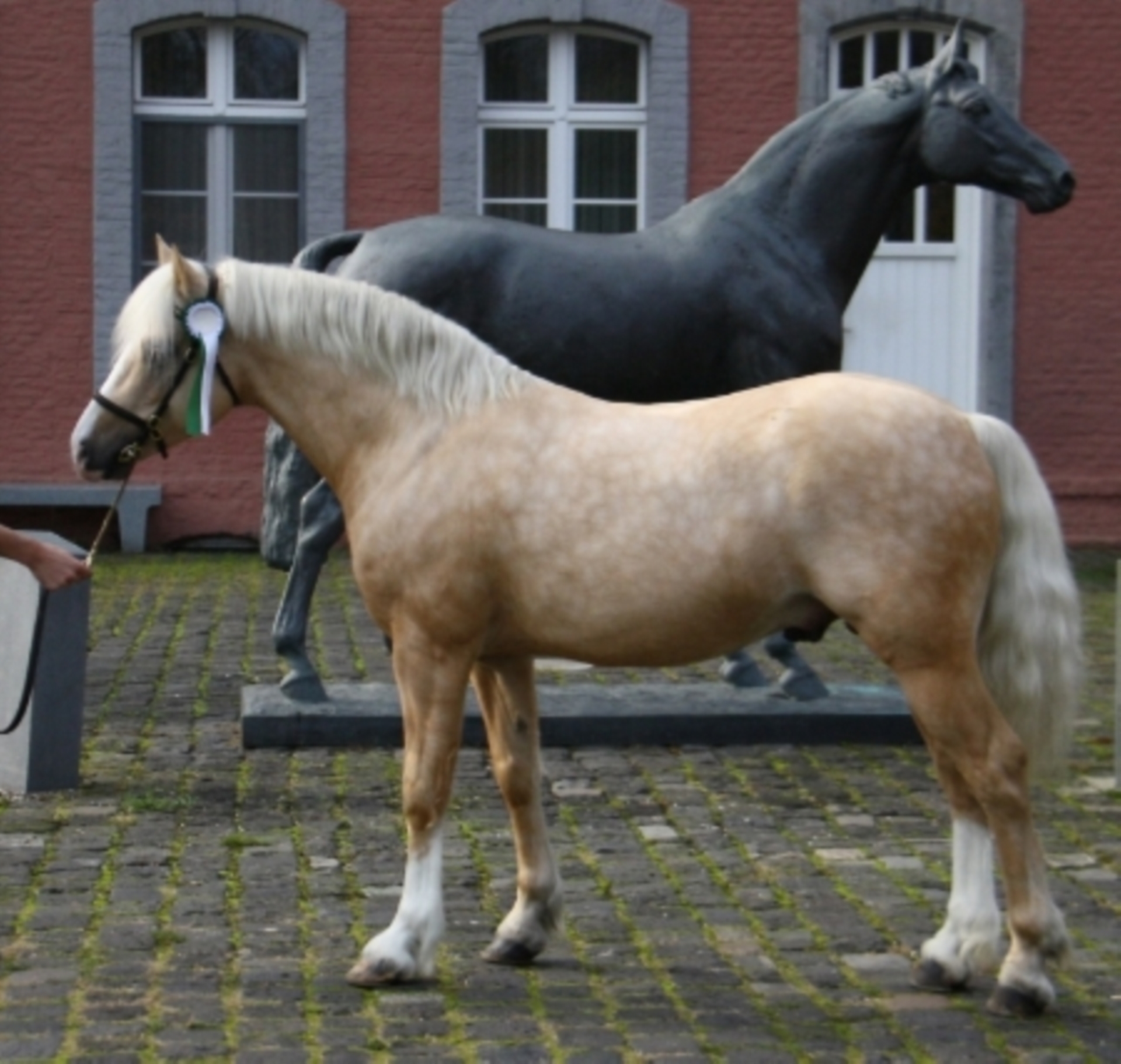 RIDGEHILL RHYDIAN Welsh C (of Cob Type) Stallion Palomino in Meerbusch