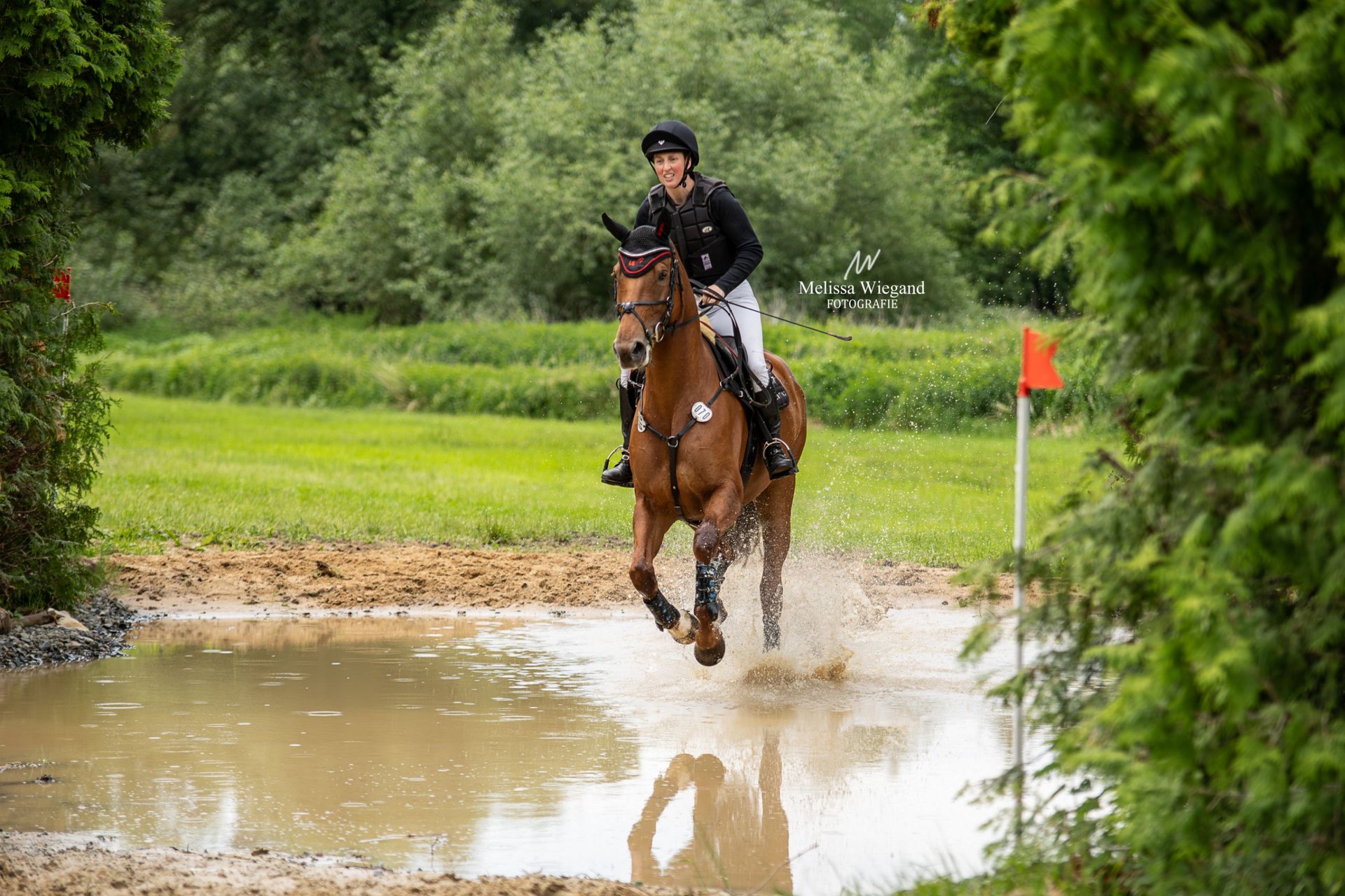 Hanoverian Mare years 16,1 hh Chestnut-Red in Gorleben Meetschow