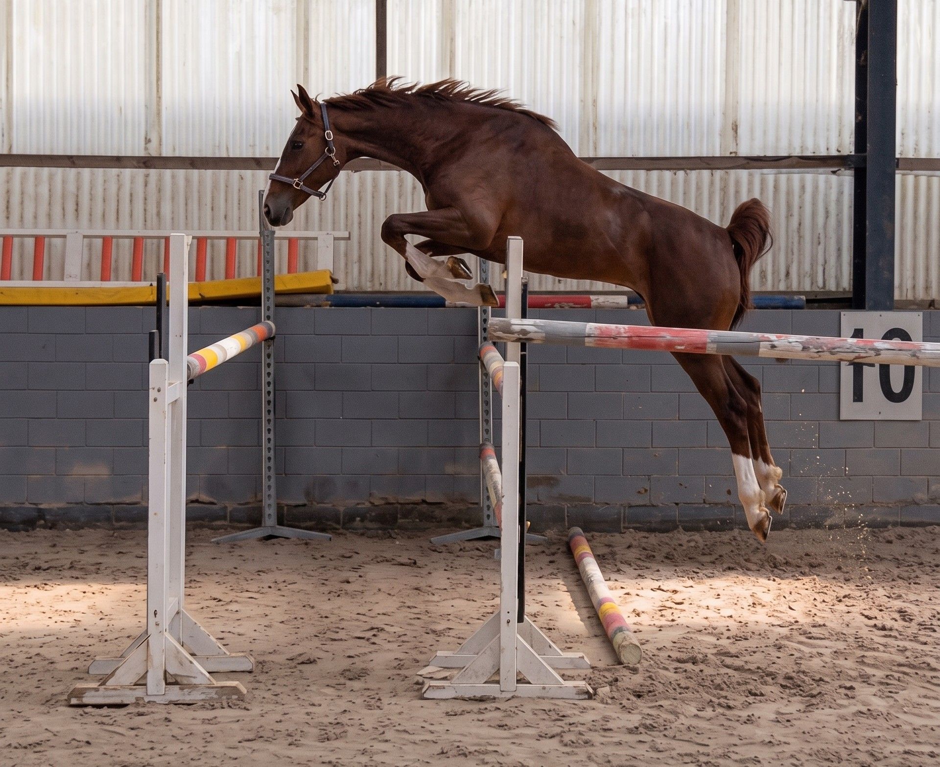 Zangersheider Mare 4 years 16 hh Chestnut in grez doiceau