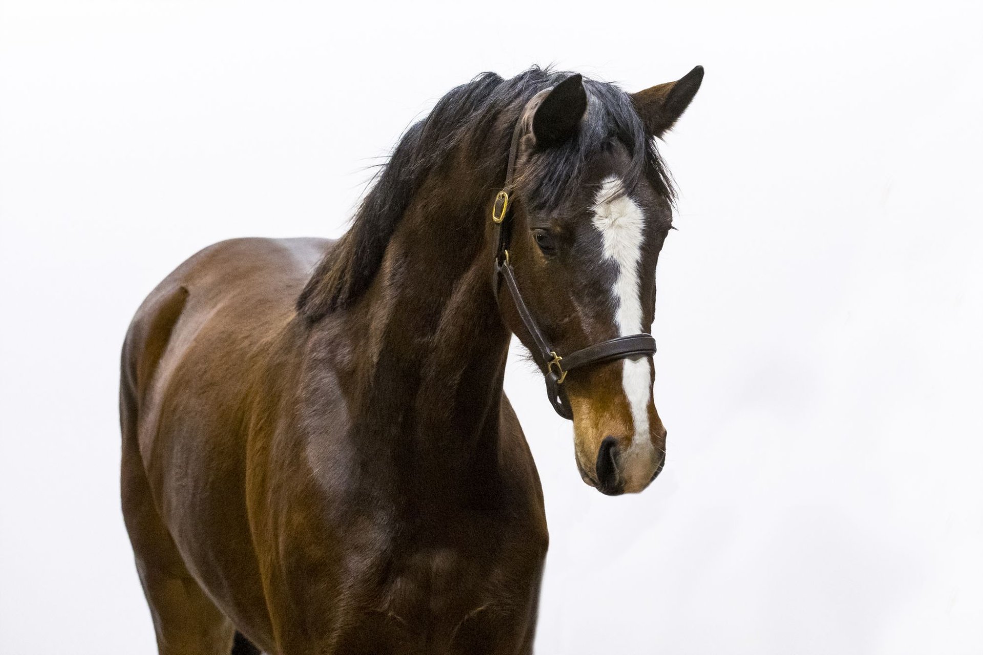 Zangersheider Mare 4 years 16 hh Brown in Waddinxveen