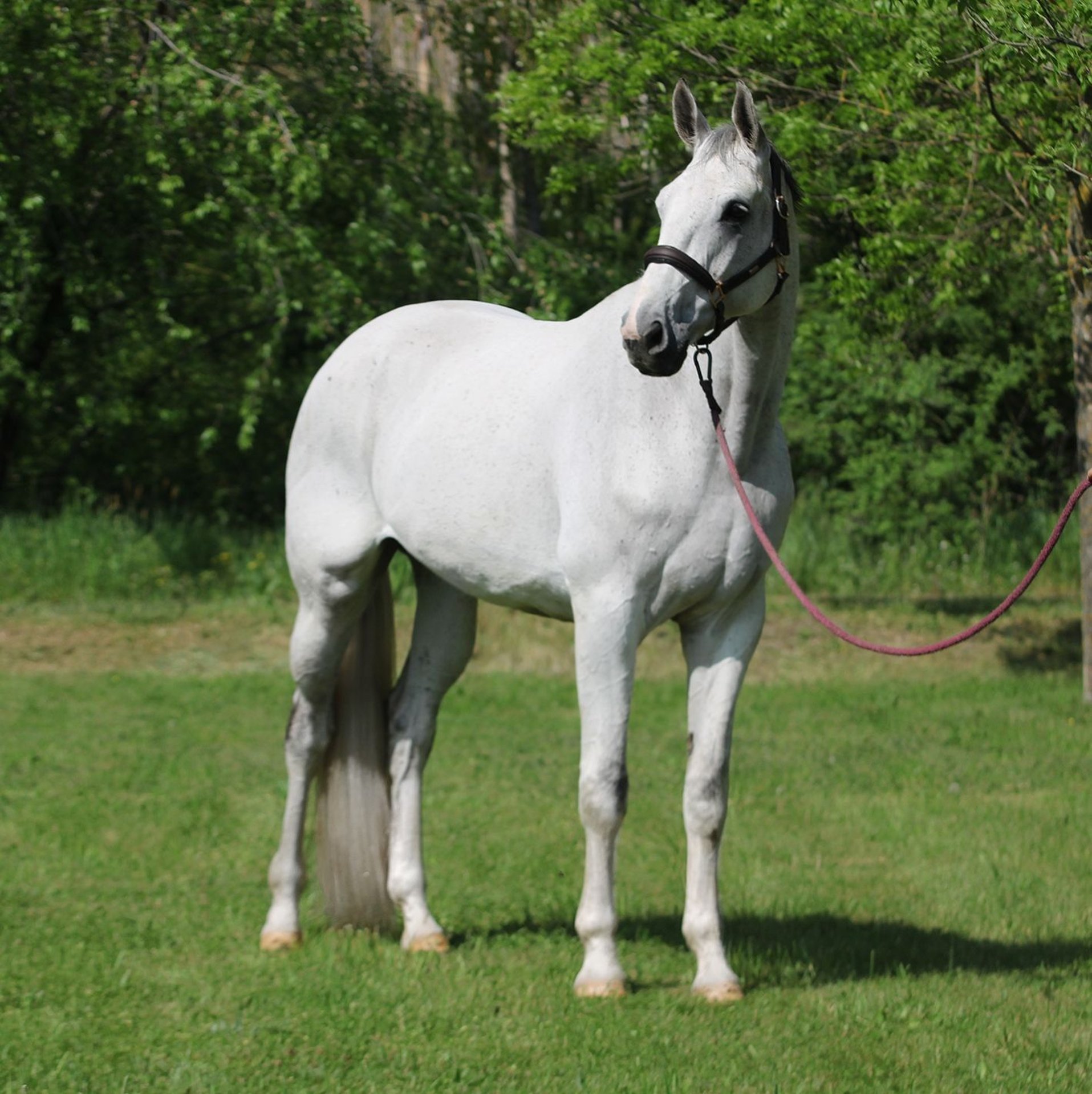 Oldenburg Gelding 10 years 16,3 hh Gray in Alsóörs