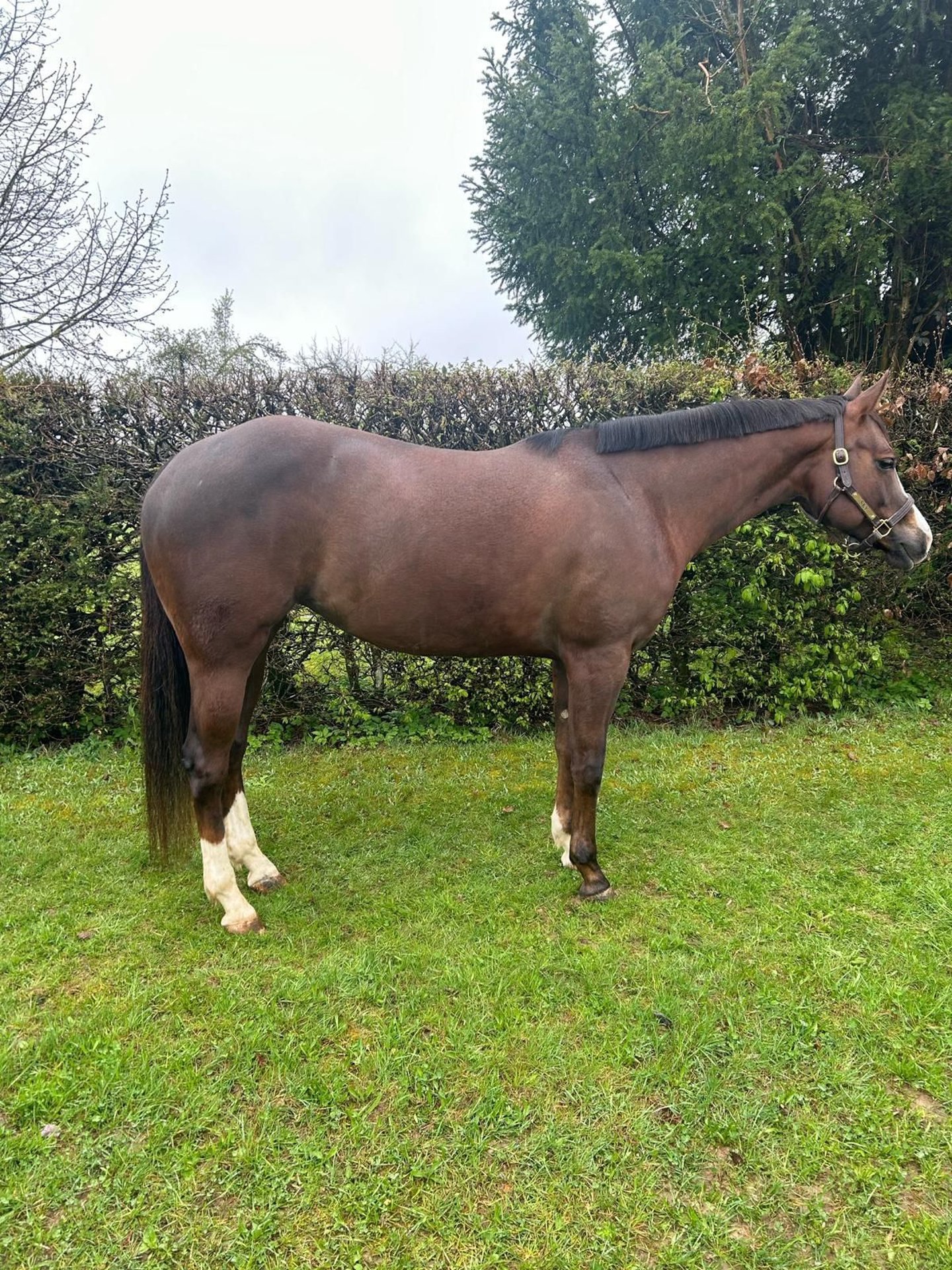 Martini Me, Dunkelfuchs Quarter-Horse-Stute, Impression 2