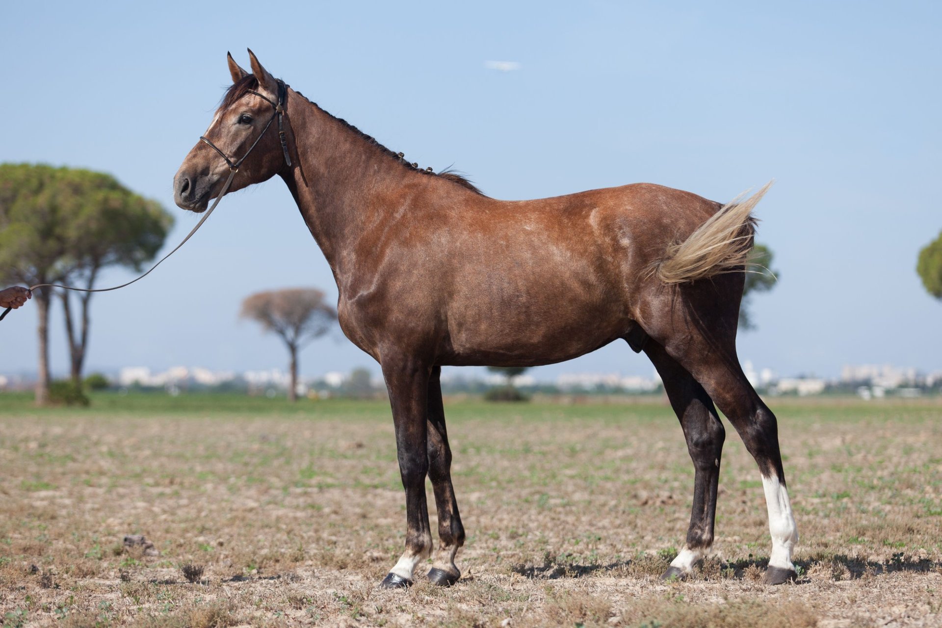 Zangersheider Gelding 5 years 16,3 hh Gray in Jerez De La
