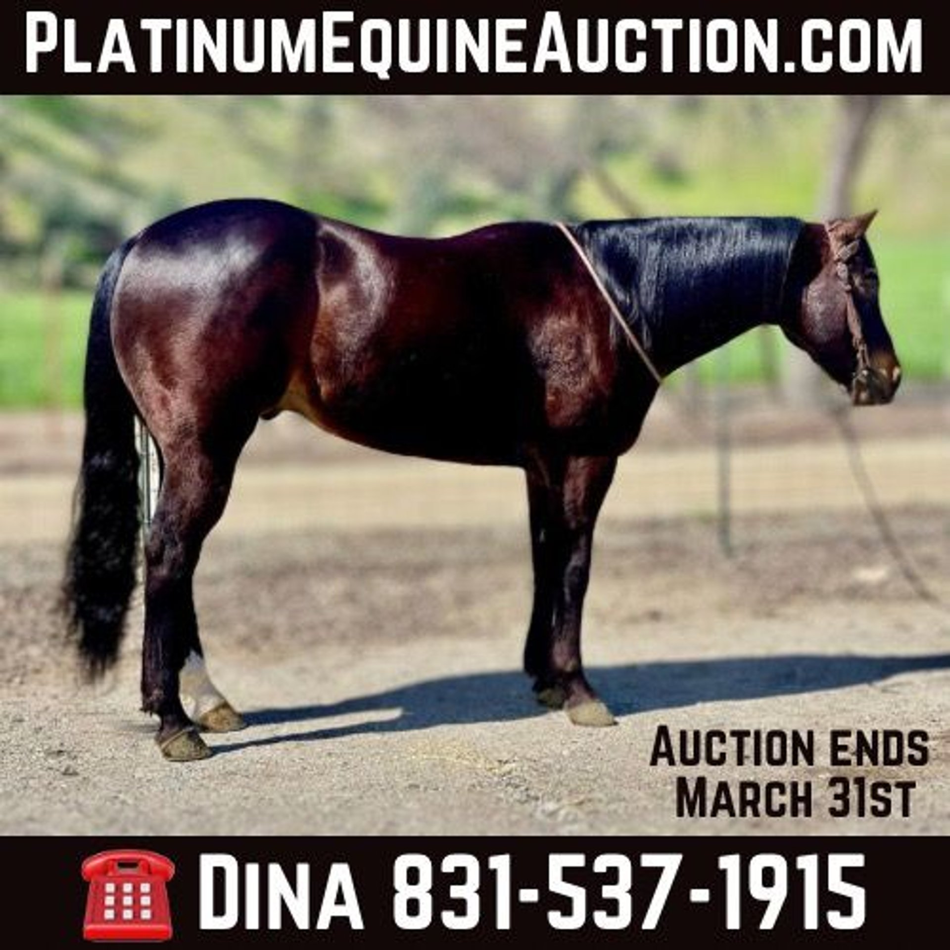 Quarab Gelding 7 years Bay in Paicines CA