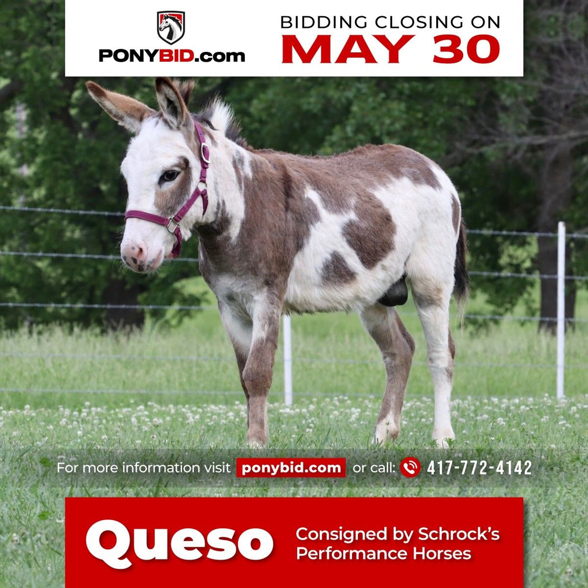 Donkey Stallion 4 years 8,1 hh Gray in Purdy, MO