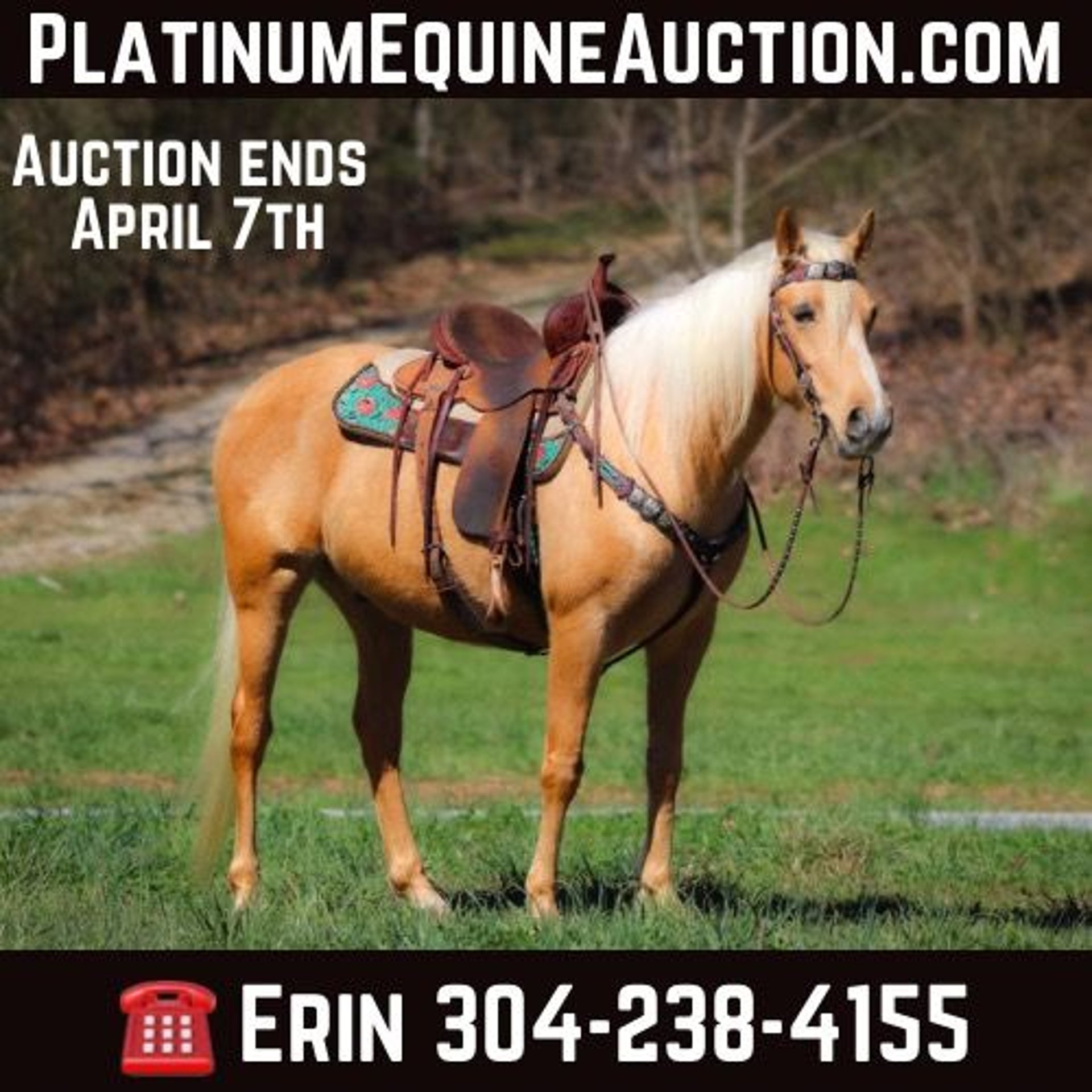 Tennessee Walking Horse Valack 7 år 152 cm Palomino in Flemingsburg KY