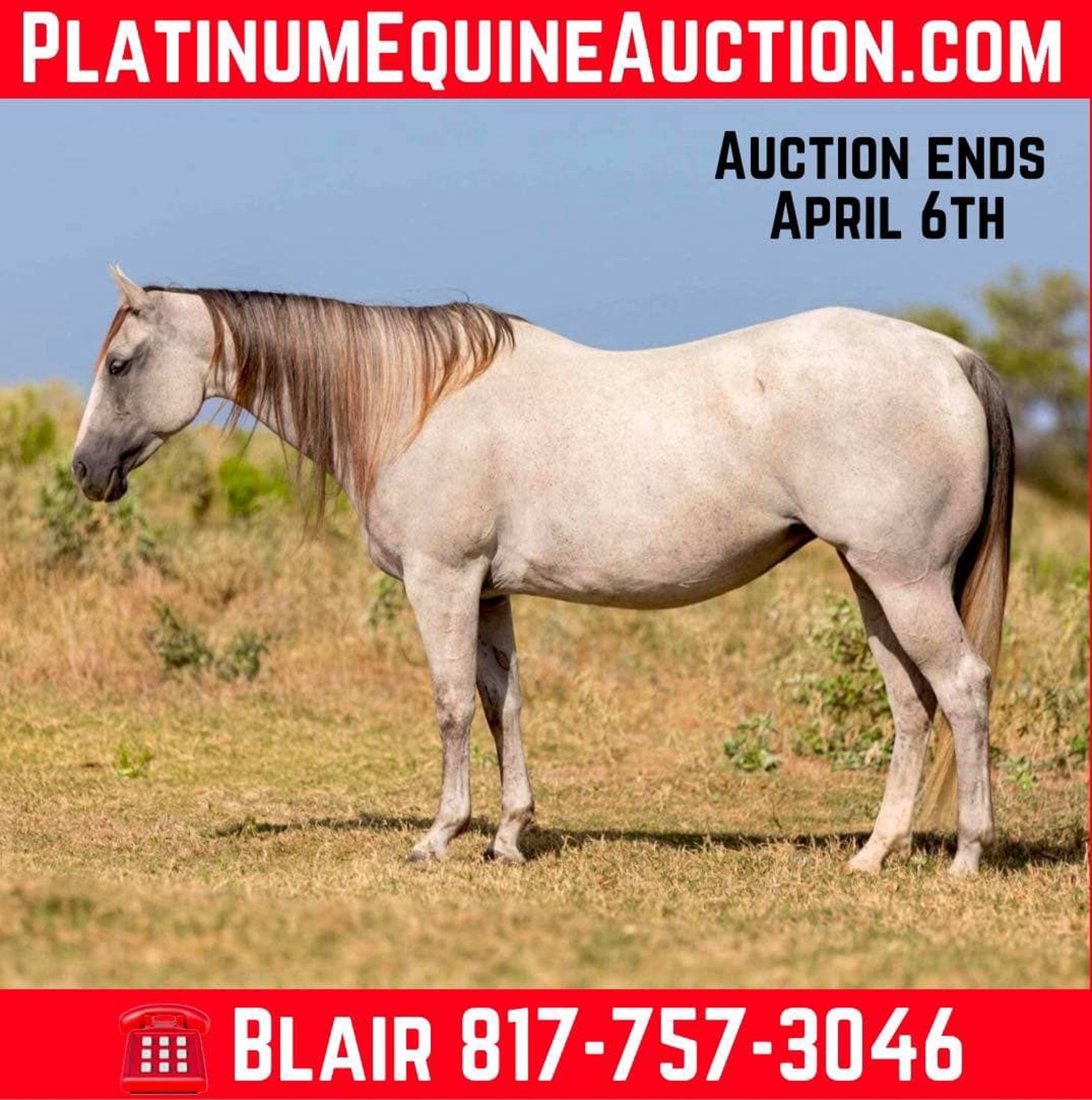 American Quarter Horse Mare 9 years 14,2 hh Grey in Weatherford Tx