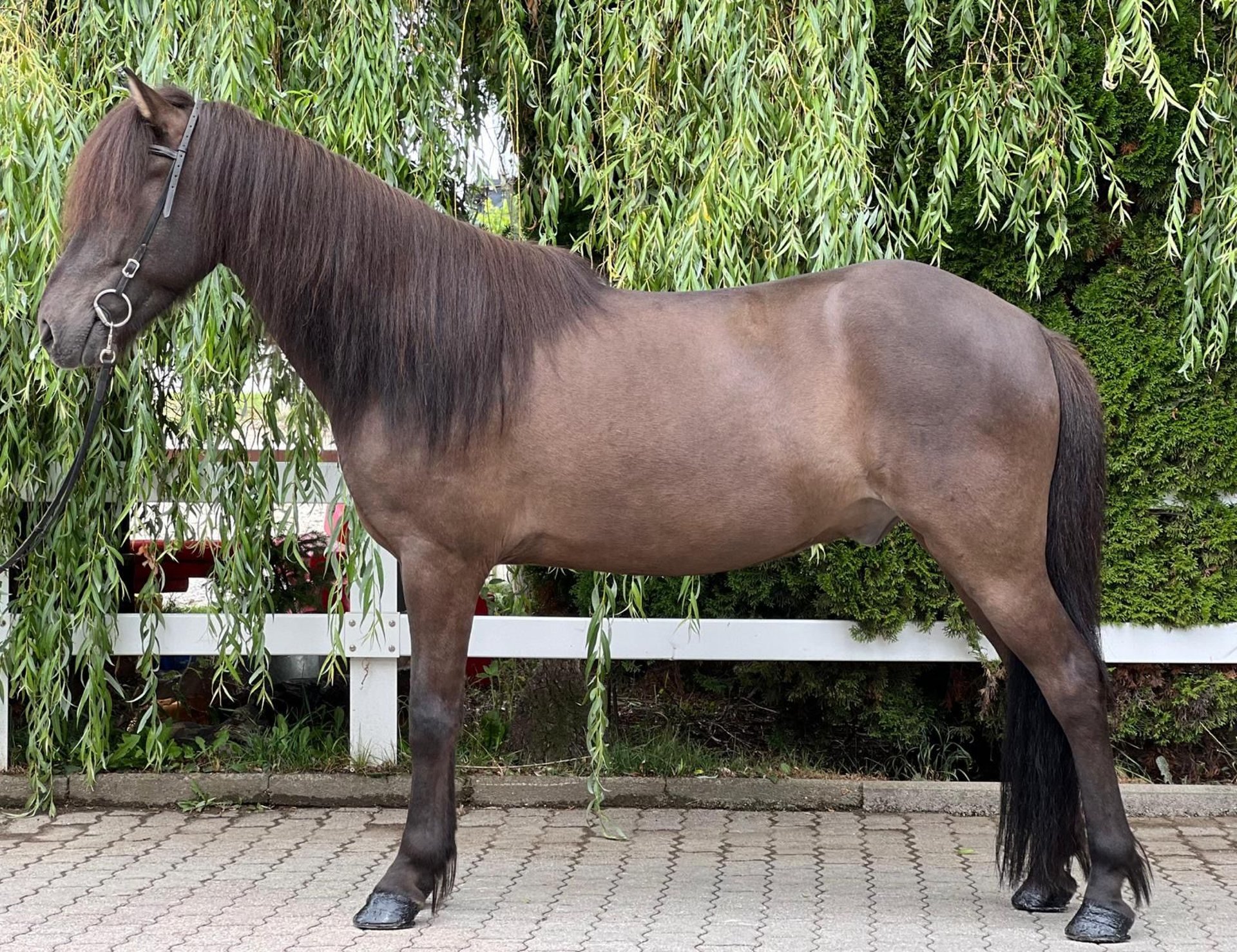 Caballos Islandeses Caballo Castrado 11 Años 137 Cm Negro In Lochen Am See