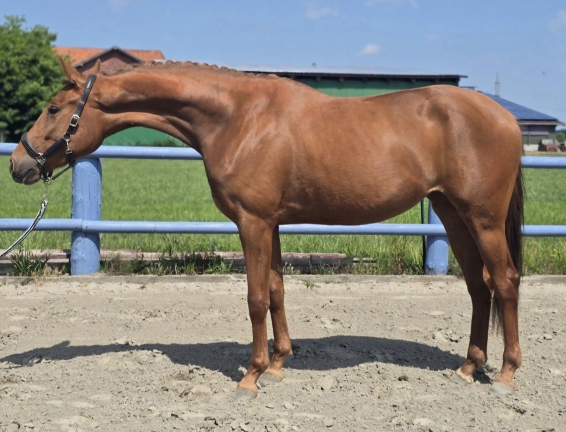 hannoveraan-merrie-3-jaar-164-cm-vos-in-bremerv-rde