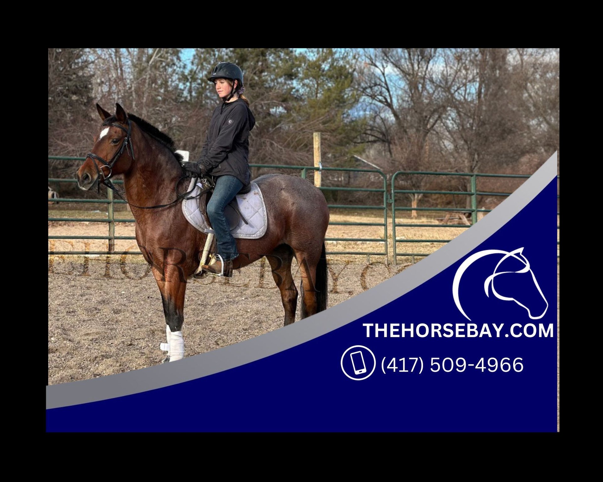 American Quarter Horse Mare 12 years 14,3 hh RoanBay in Fort Collins, CO