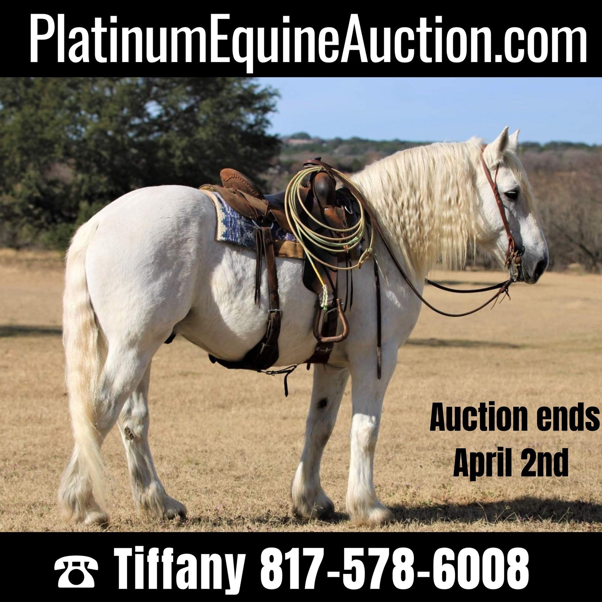 Draft Horse Gelding 17 years 14,3 hh Gray in Stephenville TX