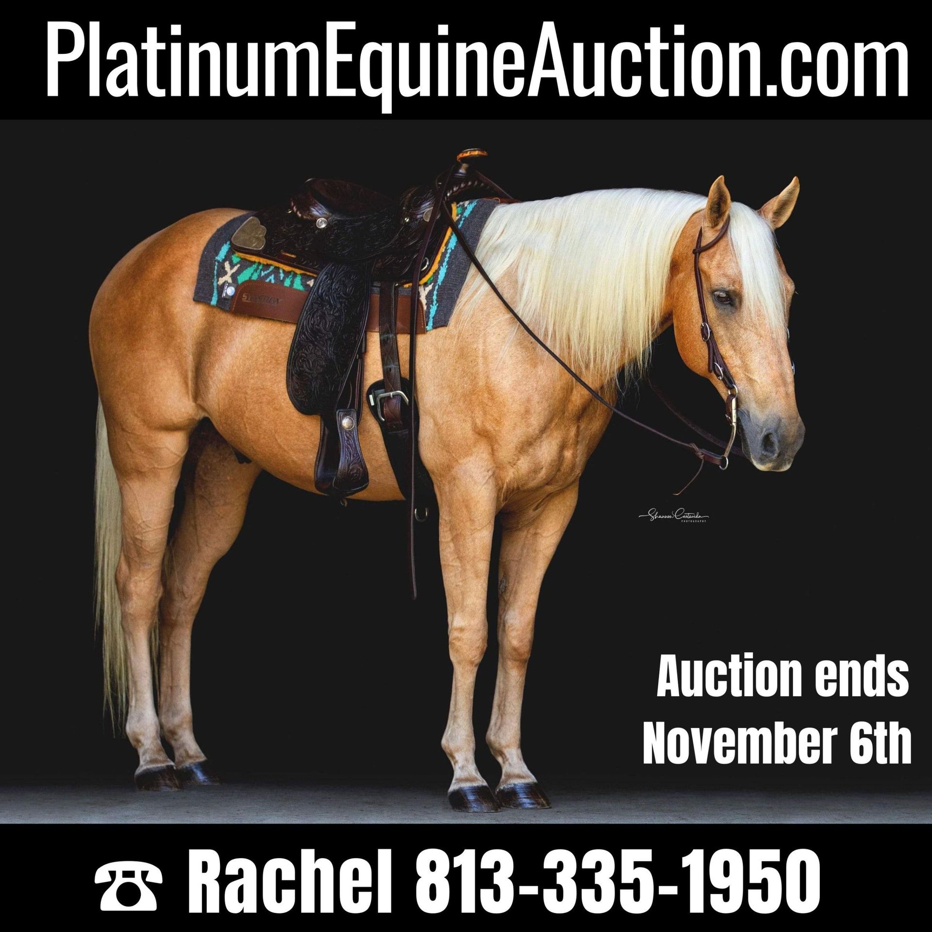 American Quarter Horse Gelding 14 years 14,2 hh Palomino in Brooksville FL