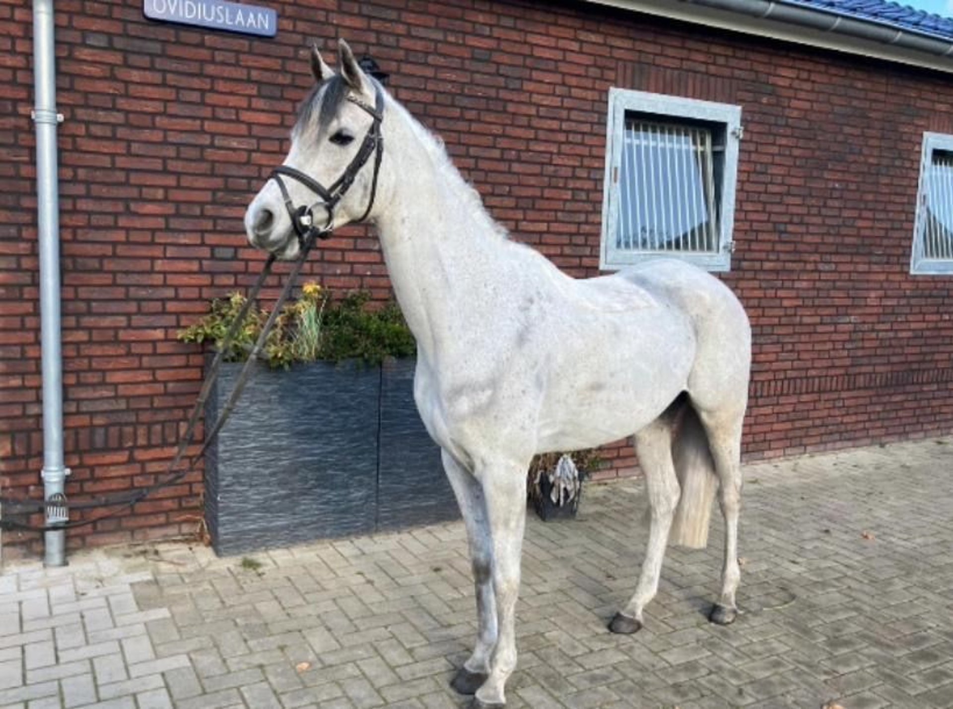 Anglo-Arab Gelding 8 years 14.2 hh Grey-Dapple in Oud Gastel