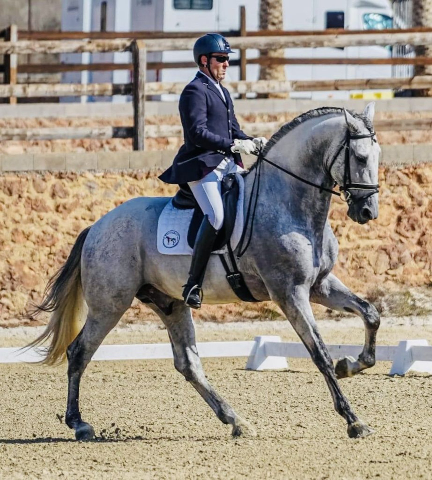 PRE Semental 6 años 180 cm Tordo in Gandia