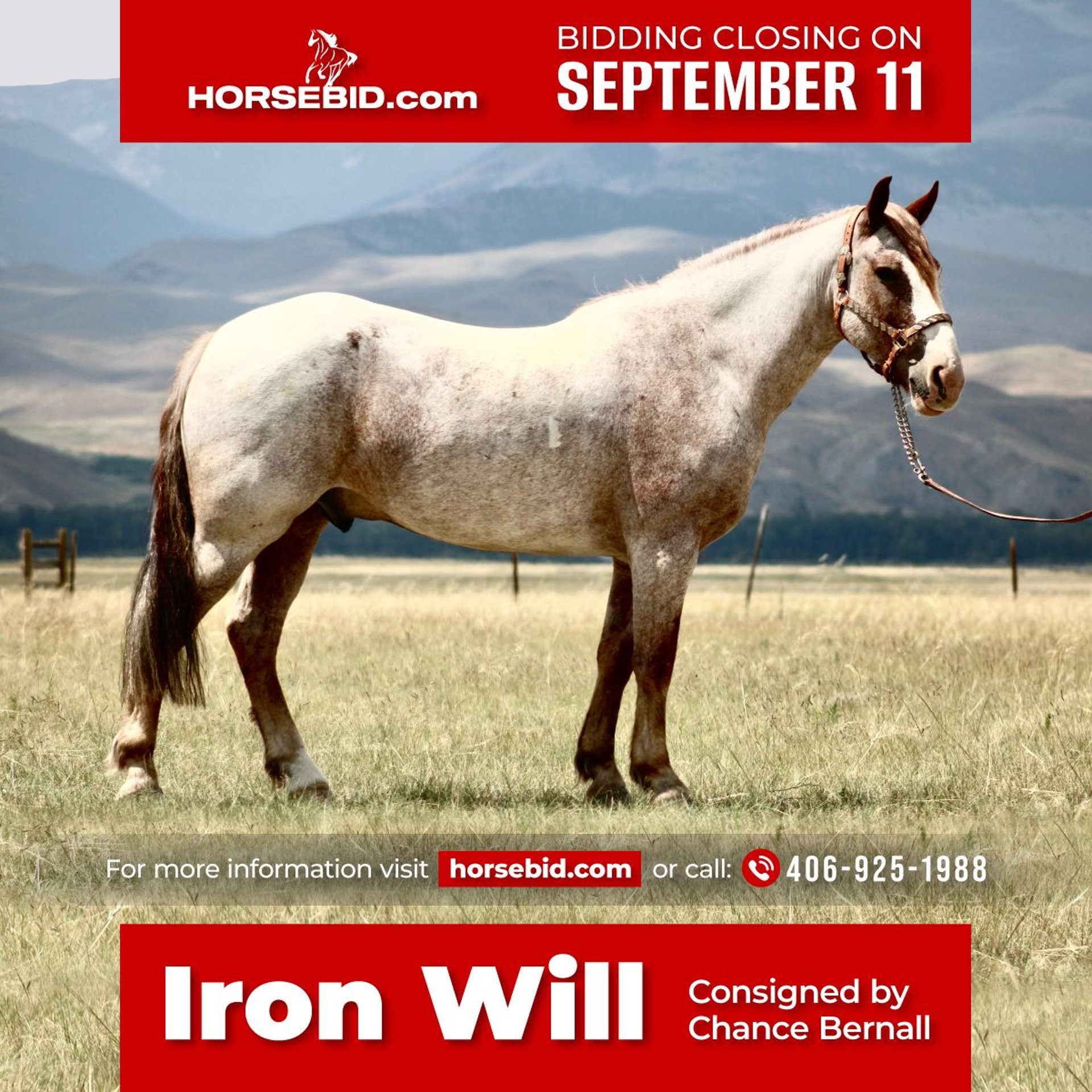 Draft Horse Mix Gelding 8 years 15,2 hh RoanRed in Dillon, MT