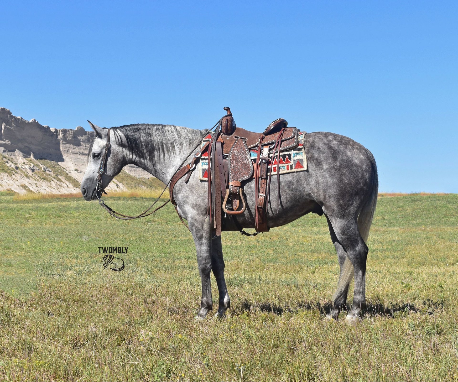 American Quarter Horse Gelding 5 years GrayDapple in Bayard, Nebraska