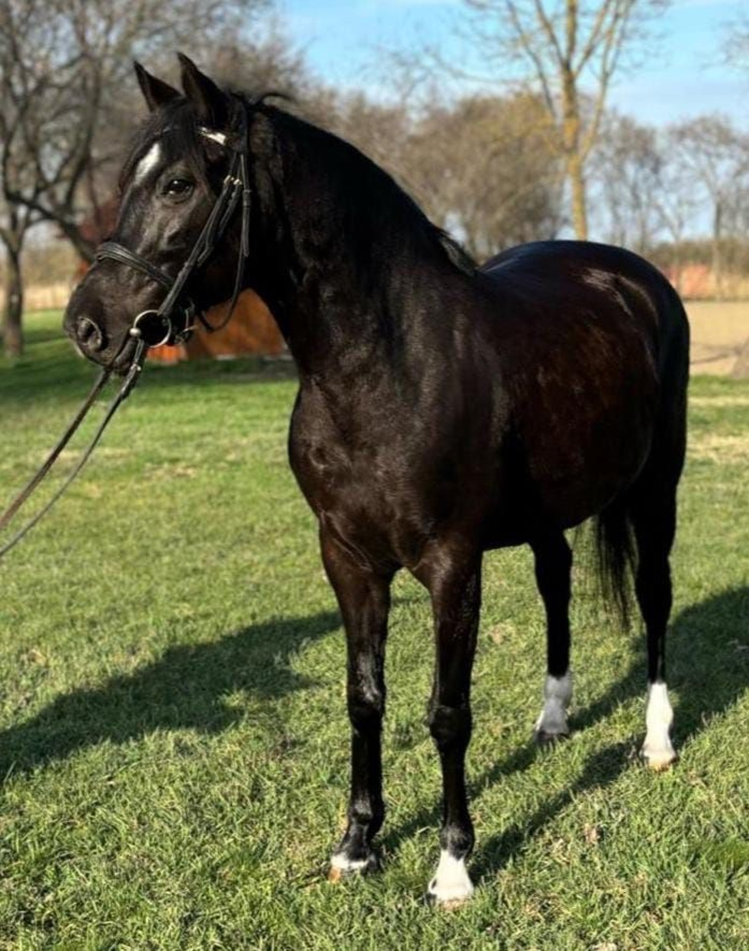 Inne Kuce/małe Konie Klacz 5 Lat 145 Cm Kara In Deggendorf